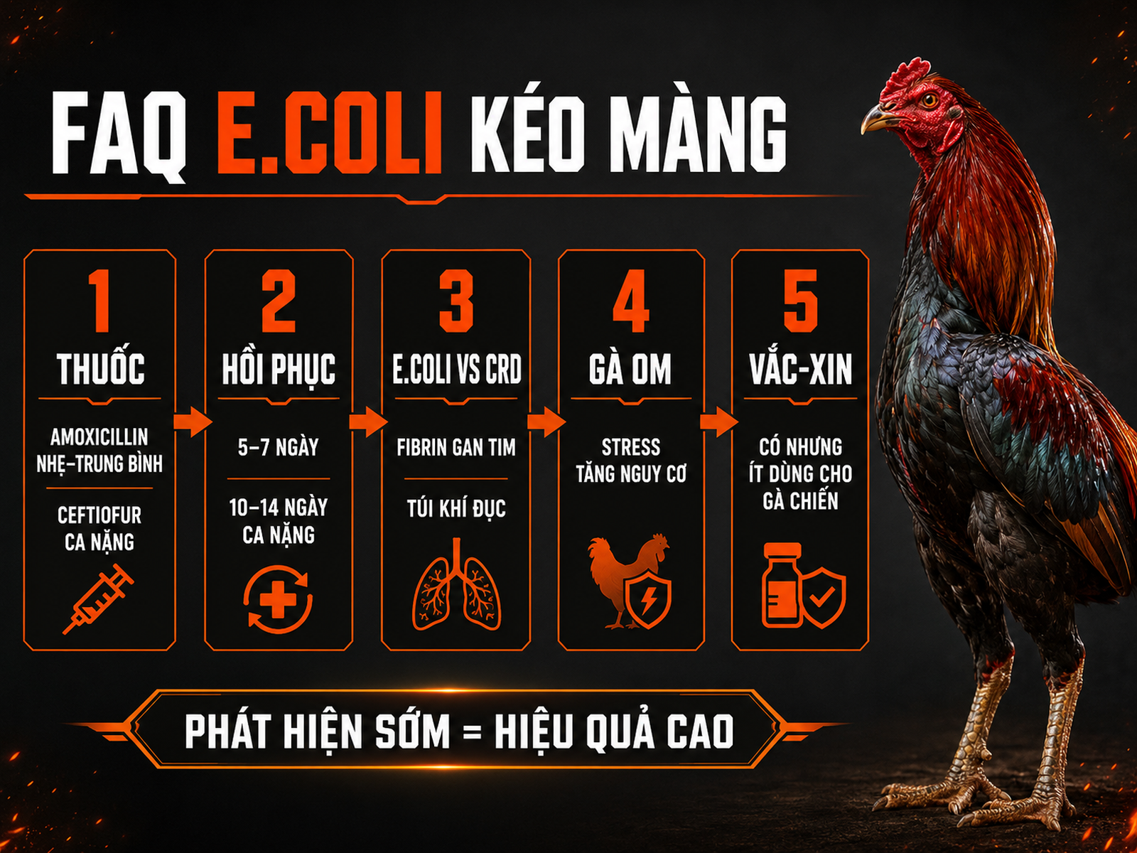 Infographic câu hỏi thường gặp về bệnh E.coli kéo màng trên gà chiến: thuốc điều trị, thời gian khỏi bệnh, phân biệt CRD, nguy cơ khi om và vắc-xin.