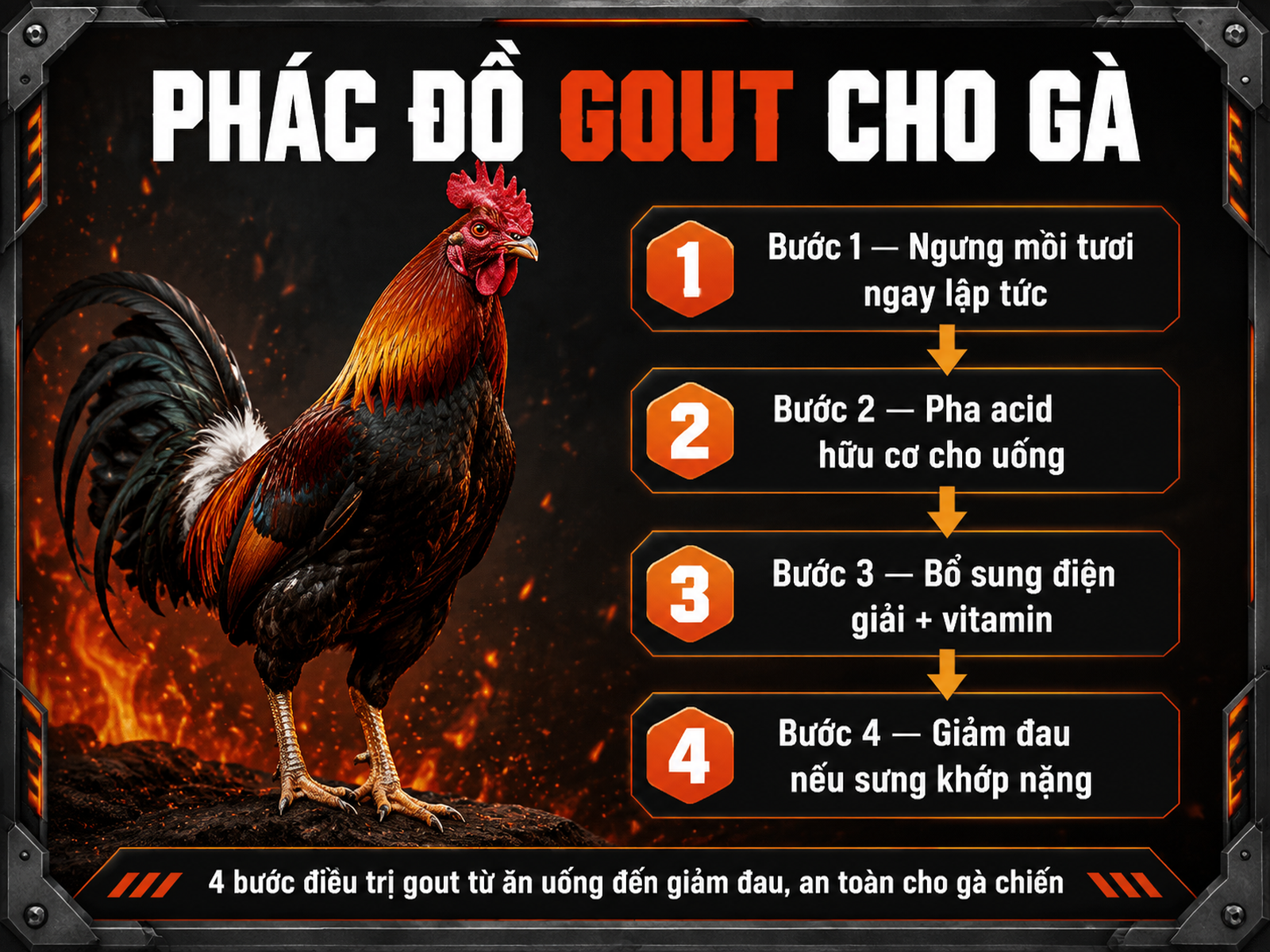 <vi>Phác đồ điều trị bệnh gout ở gà chiến với 4 bước, hiển thị rõ trình tự và biện pháp, phong cách mạnh mẽ, chuyên sâu</vi>