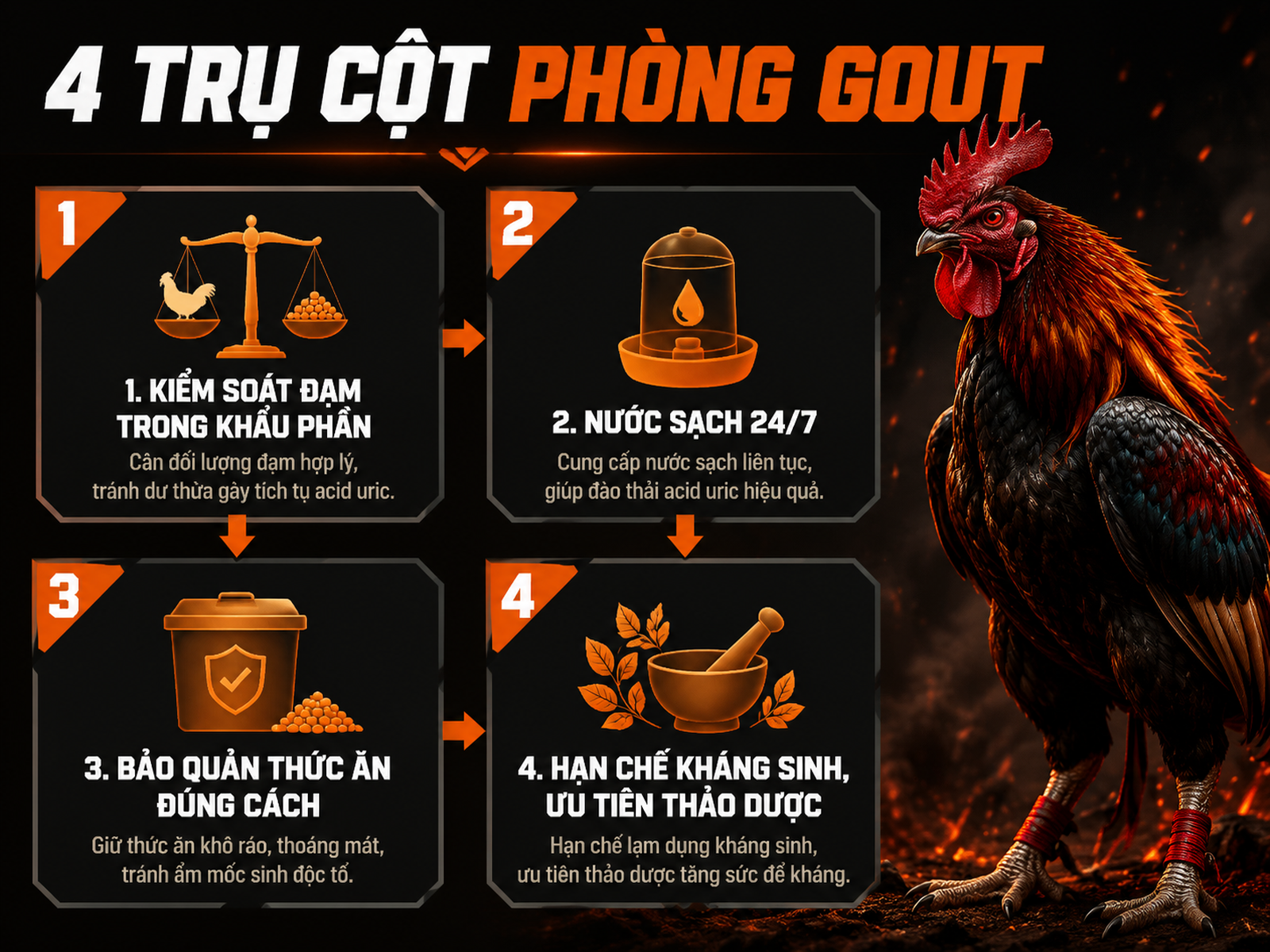 Infographic 4 trụ cột phòng bệnh gout cho gà chiến với biểu tượng rõ ràng, phong cách mạnh mẽ