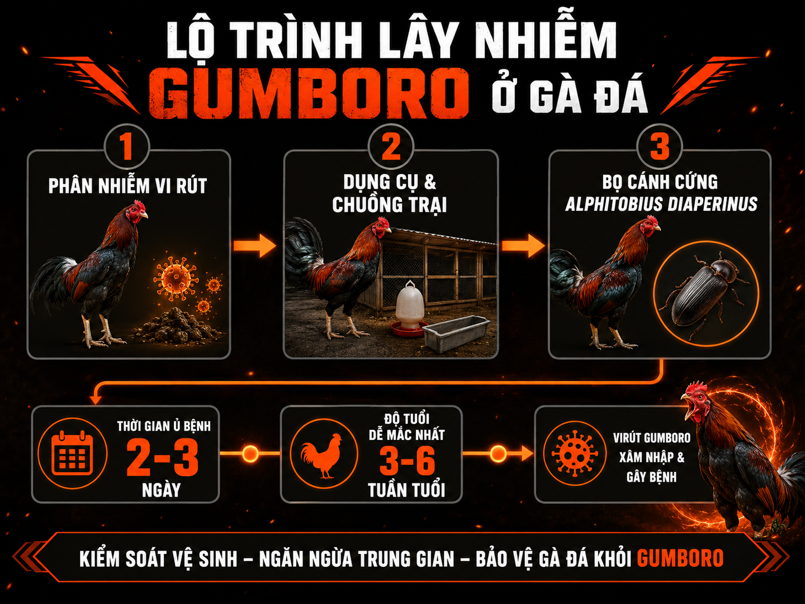 Diagram minh họa con đường lây nhiễm vi rút Gumboro ở gà chiến, các mốc lây truyền và độ tuổi nhạy cảm