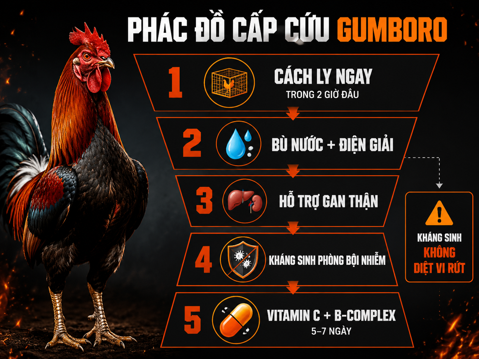 Infographic phác đồ cấp cứu Gumboro 5 bước cho gà chiến: cách ly, điện giải, gan thận, kháng sinh phòng bội nhiễm và vitamin phục hồi.