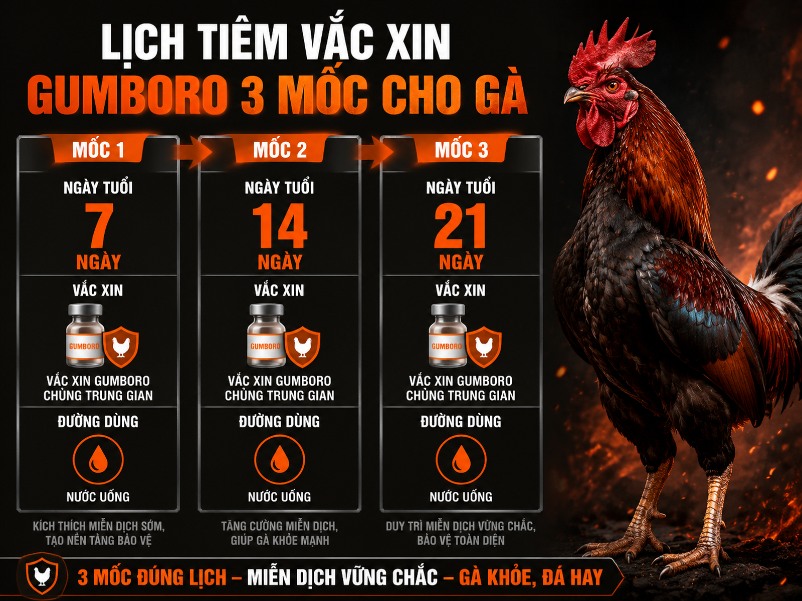 Lịch tiêm phòng vắc xin Gumboro cho gà con theo 3 mốc, với loại vắc xin và đường dùng