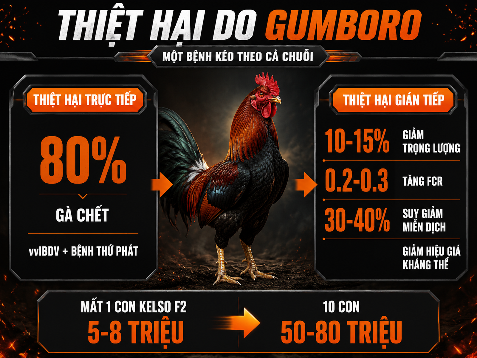 Infographic thiệt hại kinh tế do bệnh Gumboro trên gà chiến gồm chết đàn, giảm tăng trọng, tốn thức ăn và suy giảm miễn dịch.