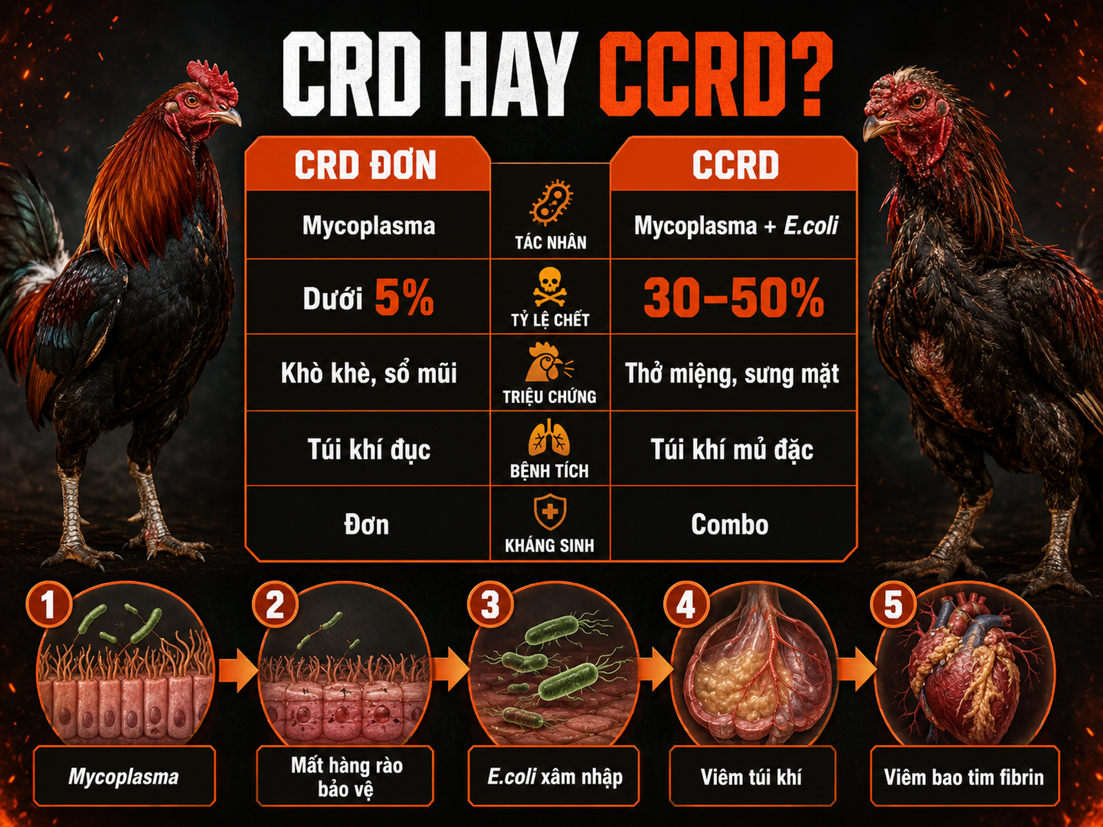 Infographic so sánh CRD đơn và CCRD ghép E.coli ở gà đá, tỷ lệ chết, triệu chứng và cơ chế biến chứng.