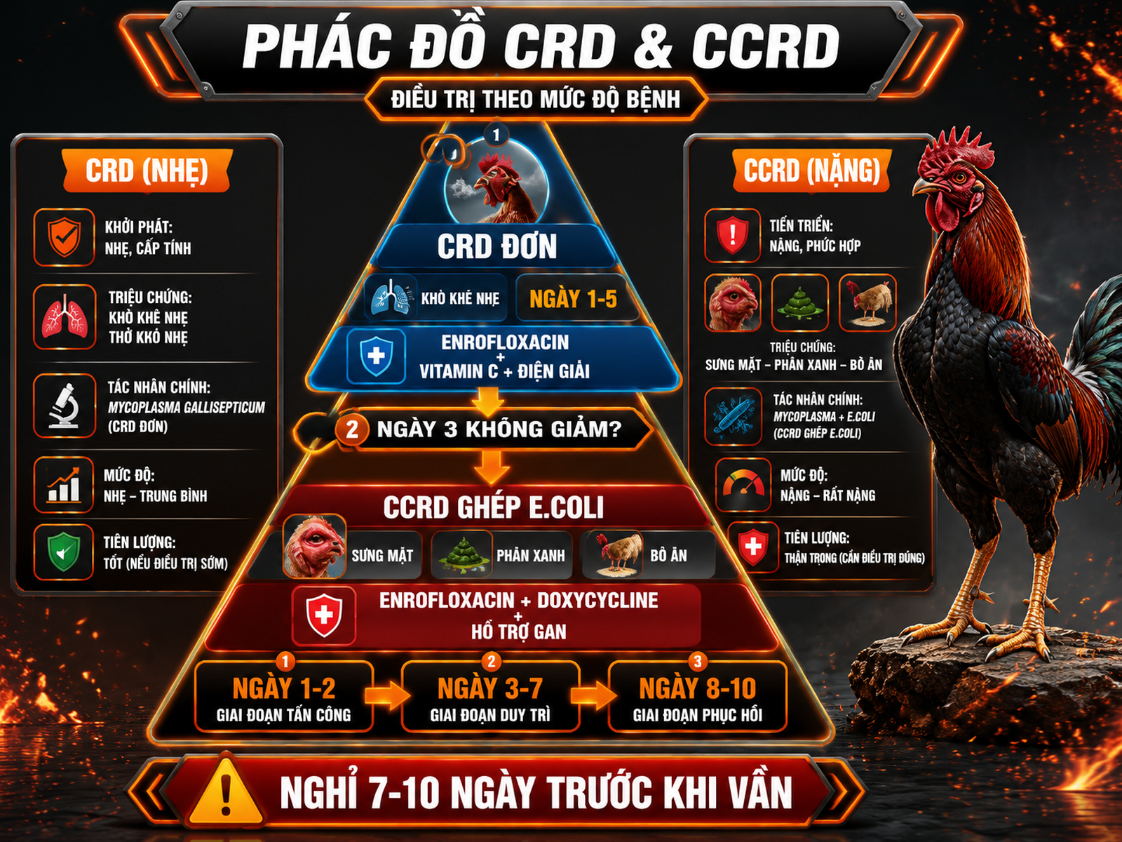 Infographic phác đồ điều trị CRD và CCRD cho gà chiến, so sánh mức độ bệnh, thuốc và thời gian điều trị.