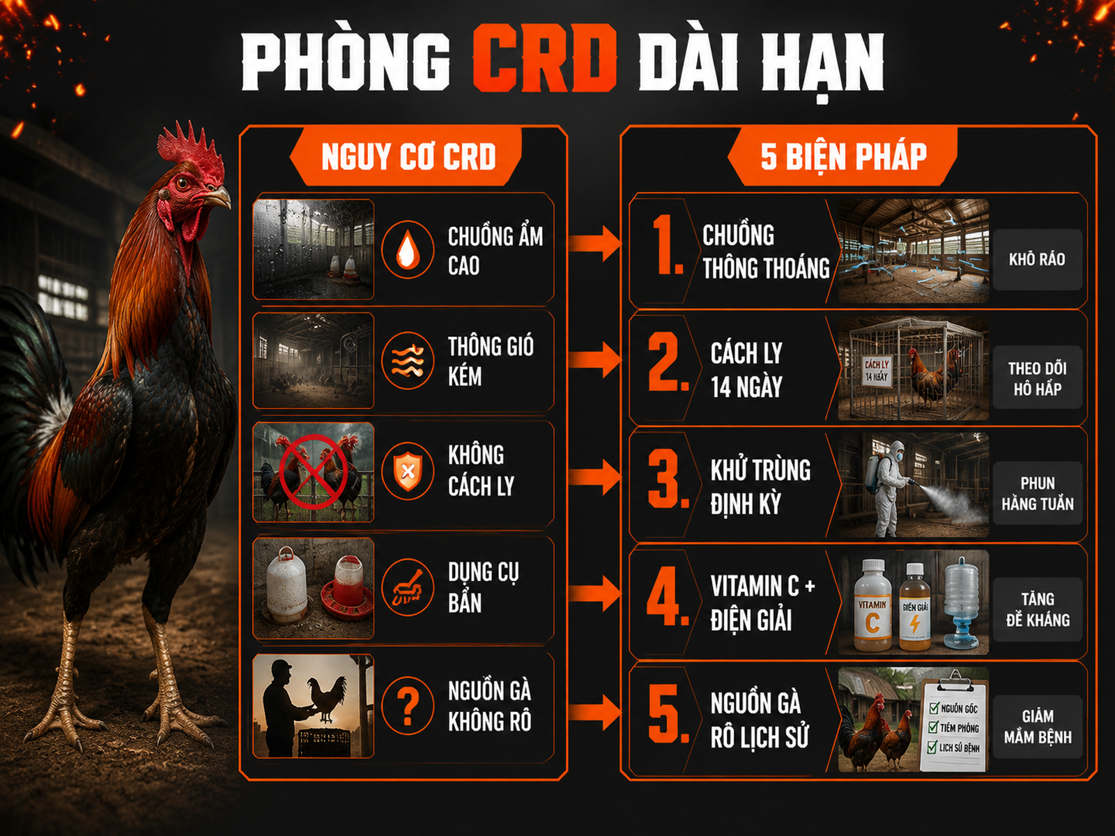 Infographic 5 biện pháp phòng bệnh CRD dài hạn cho trại gà chiến: chuồng thoáng, cách ly 14 ngày, khử trùng, vitamin điện giải và chọn nguồn giống an toàn.
