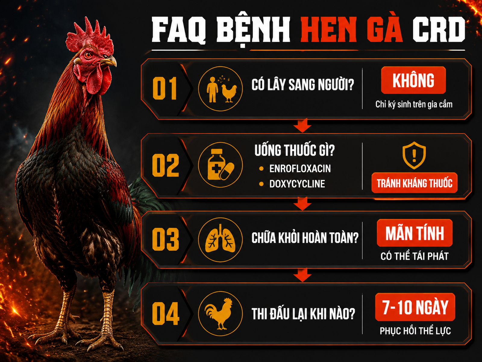 Infographic câu hỏi thường gặp về bệnh hen gà CRD: lây người, thuốc điều trị, khả năng tái phát và thời gian thi đấu lại