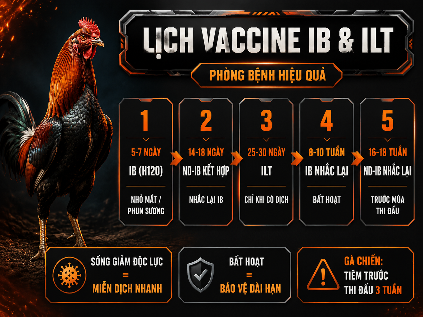 Infographic lịch tiêm vaccine IB và ILT cho gà chiến theo ngày tuổi và các mốc nhắc lại