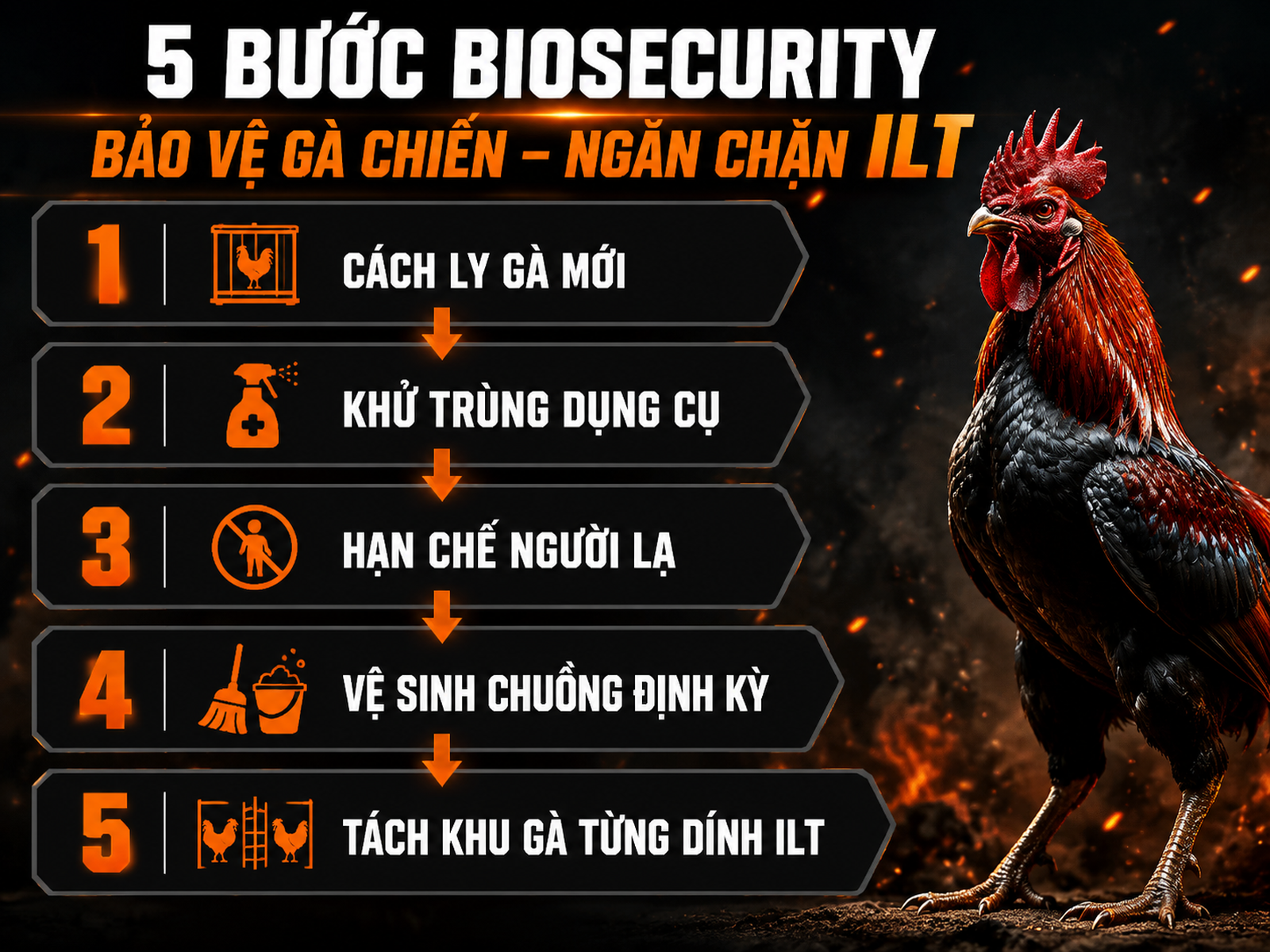 Infographic 5 bước an toàn sinh học cho gà chiến, từ cách ly gà mới đến tách khu ILT, nền tối mạnh mẽ, số bước màu cam.