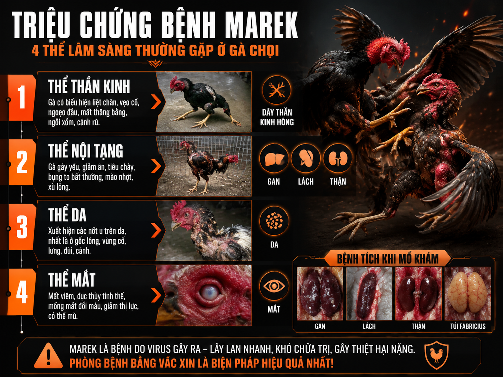 Minh hoạ các thể lâm sàng của bệnh Marek trên gà chiến, so sánh triệu chứng và dấu hiệu khi mổ khám, infographic theo danh sách dọc