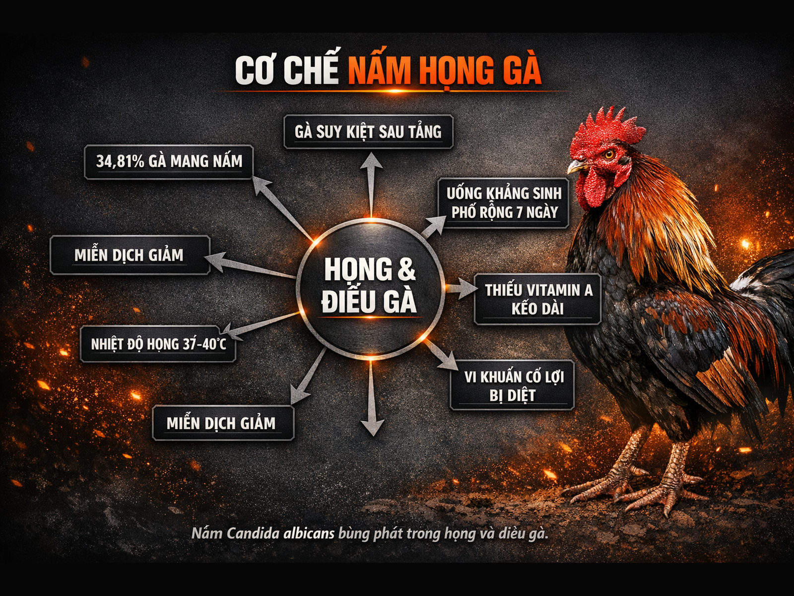 Sơ đồ cơ chế bùng nấm họng gà do Candida albicans, minh họa các yếu tố nguy cơ và tỷ lệ mắc bệnh
