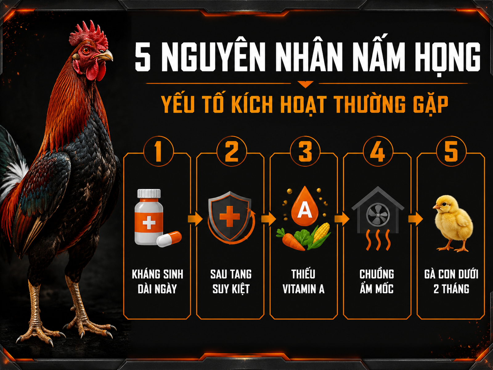 Infographic 5 nguyên nhân phổ biến khiến gà chiến bị nấm họng: kháng sinh dài ngày, sau tang suy kiệt, thiếu vitamin A, chuồng ẩm mốc và gà con dưới 2 tháng tuổi.
