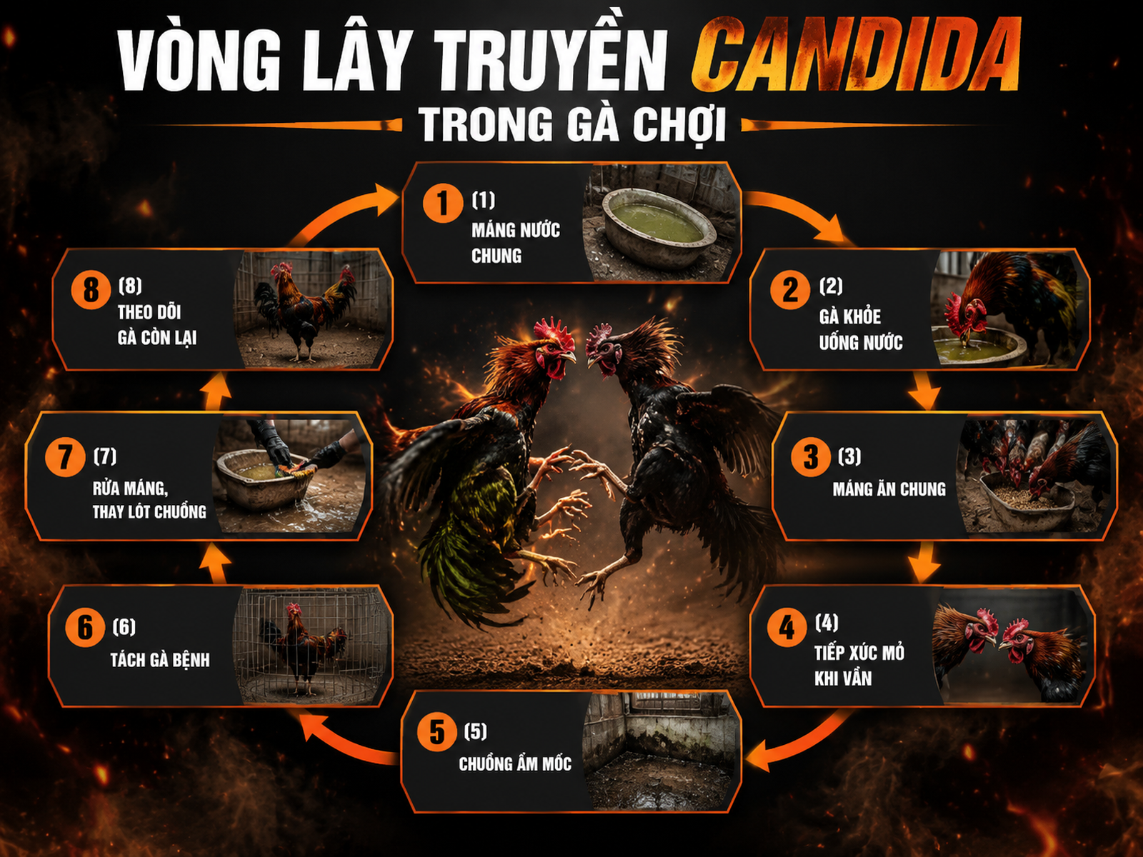 <vi SEO>Diagram vòng lây lan nấm họng gà, hướng dẫn cách ly và vệ sinh chuồng gà chiến