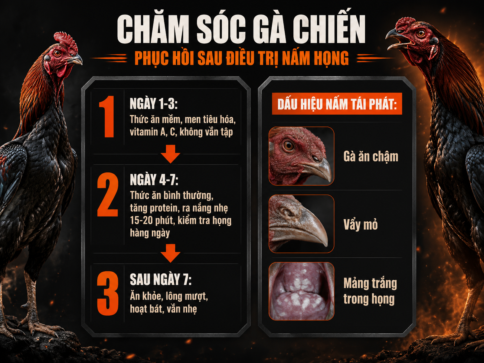 Infographic chăm sóc gà sau khỏi nấm họng, trình bày ngày phục hồi và dấu hiệu tái phát, phong cách mạnh mẽ, tối, gà chiến oai vệ.