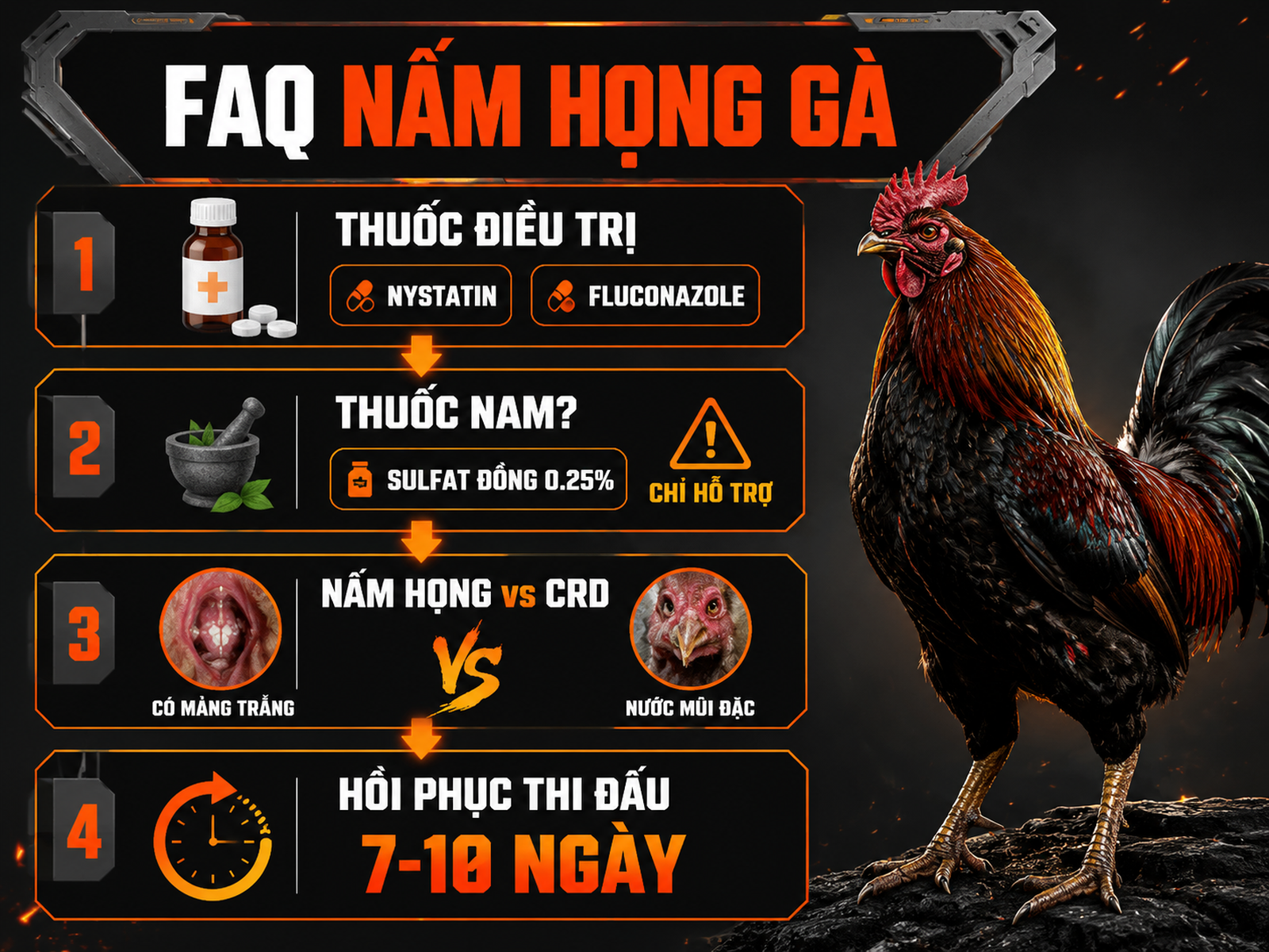 Infographic câu hỏi thường gặp về nấm họng gà, phân biệt CRD và hướng điều trị