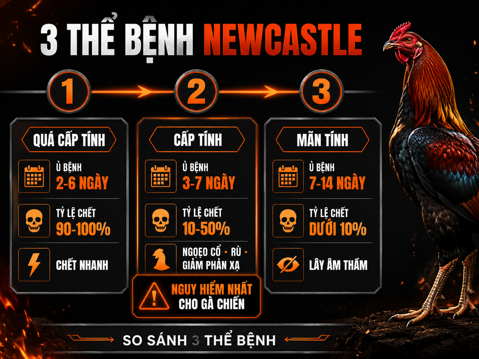 Infographic phân loại 3 thể bệnh Newcastle ở gà chiến: quá cấp tính, cấp tính và mãn tính