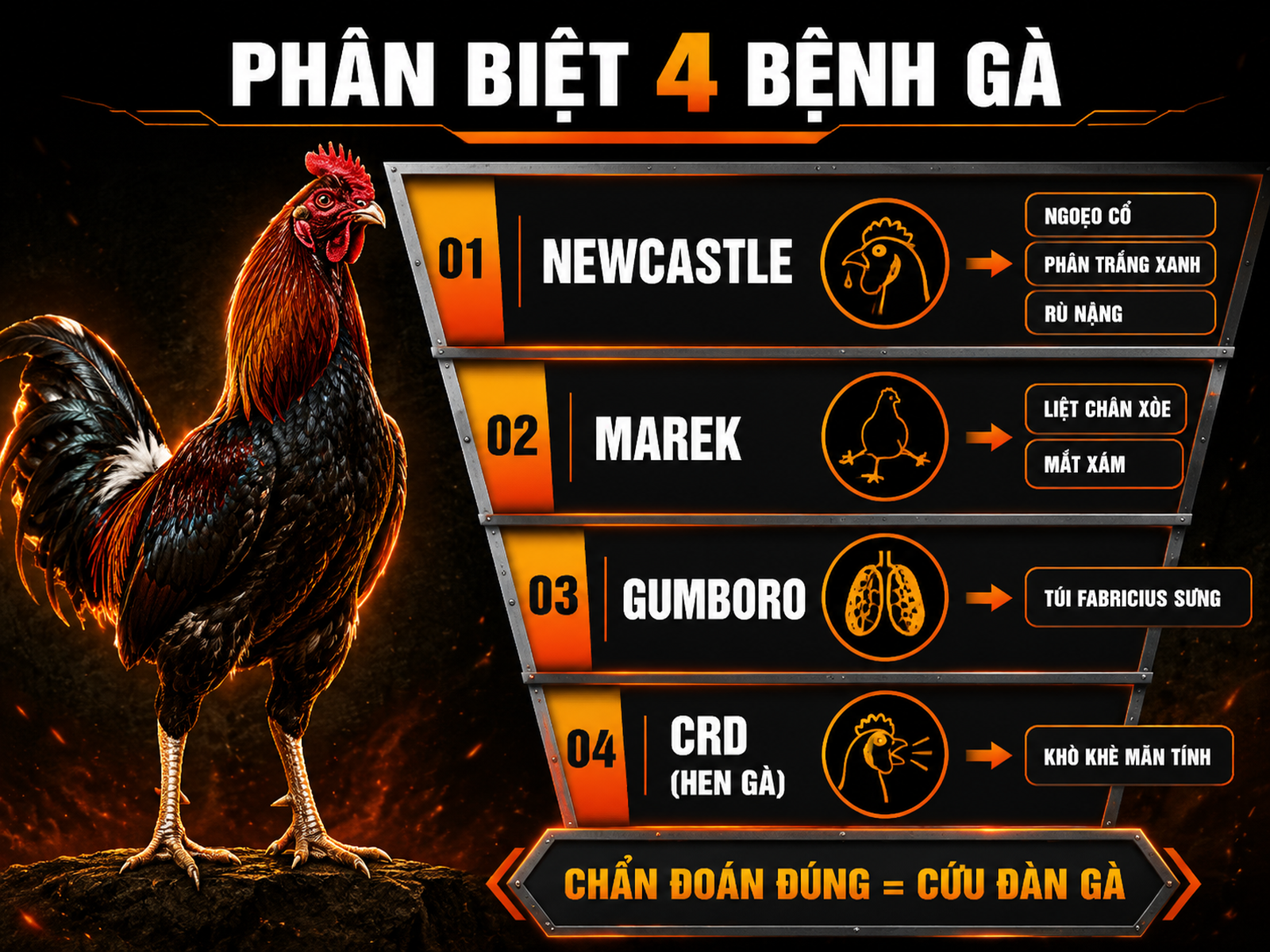Infographic phân biệt Newcastle Marek Gumboro và CRD trên gà đá bằng phễu so sánh triệu chứng