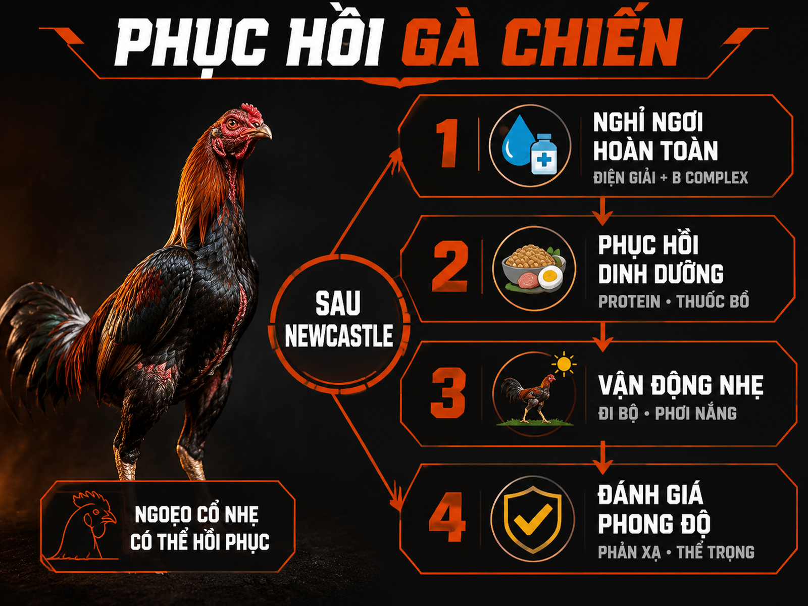 Infographic phục hồi thể trạng gà chiến sau Newcastle với 4 giai đoạn nghỉ ngơi, dinh dưỡng, vận động và đánh giá phong độ