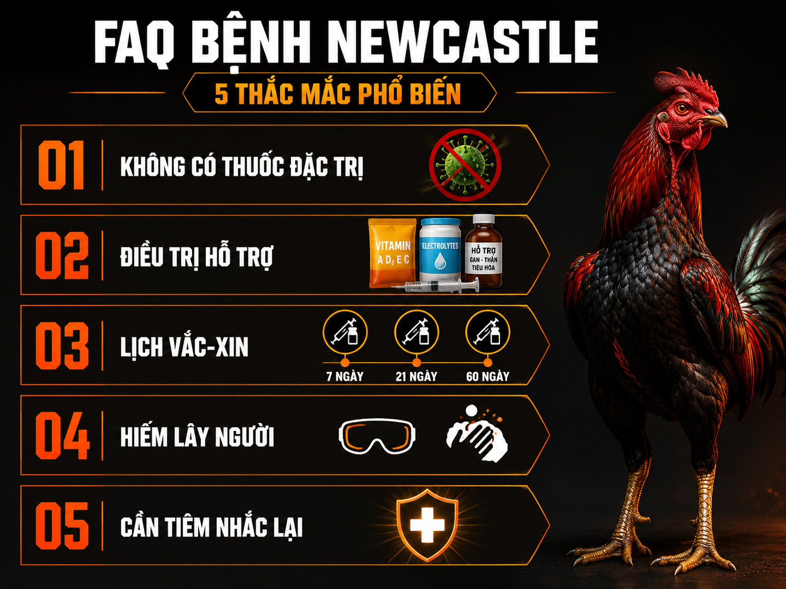 Infographic câu hỏi thường gặp bệnh Newcastle ở gà, thuốc điều trị, lịch vắc-xin và miễn dịch