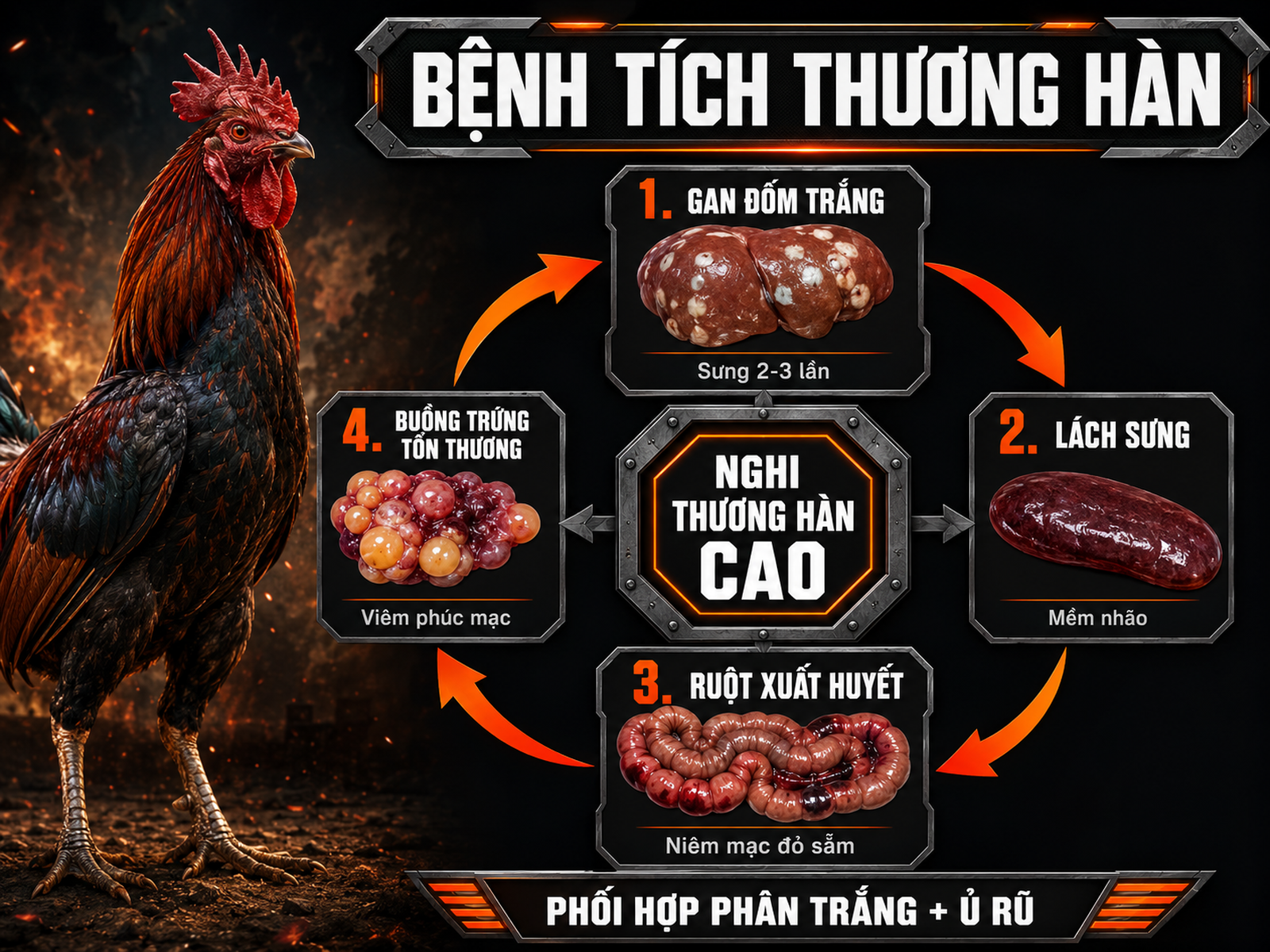 Infographic bệnh tích mổ khám thương hàn gà với gan đốm trắng lách sưng ruột xuất huyết và buồng trứng tổn thương