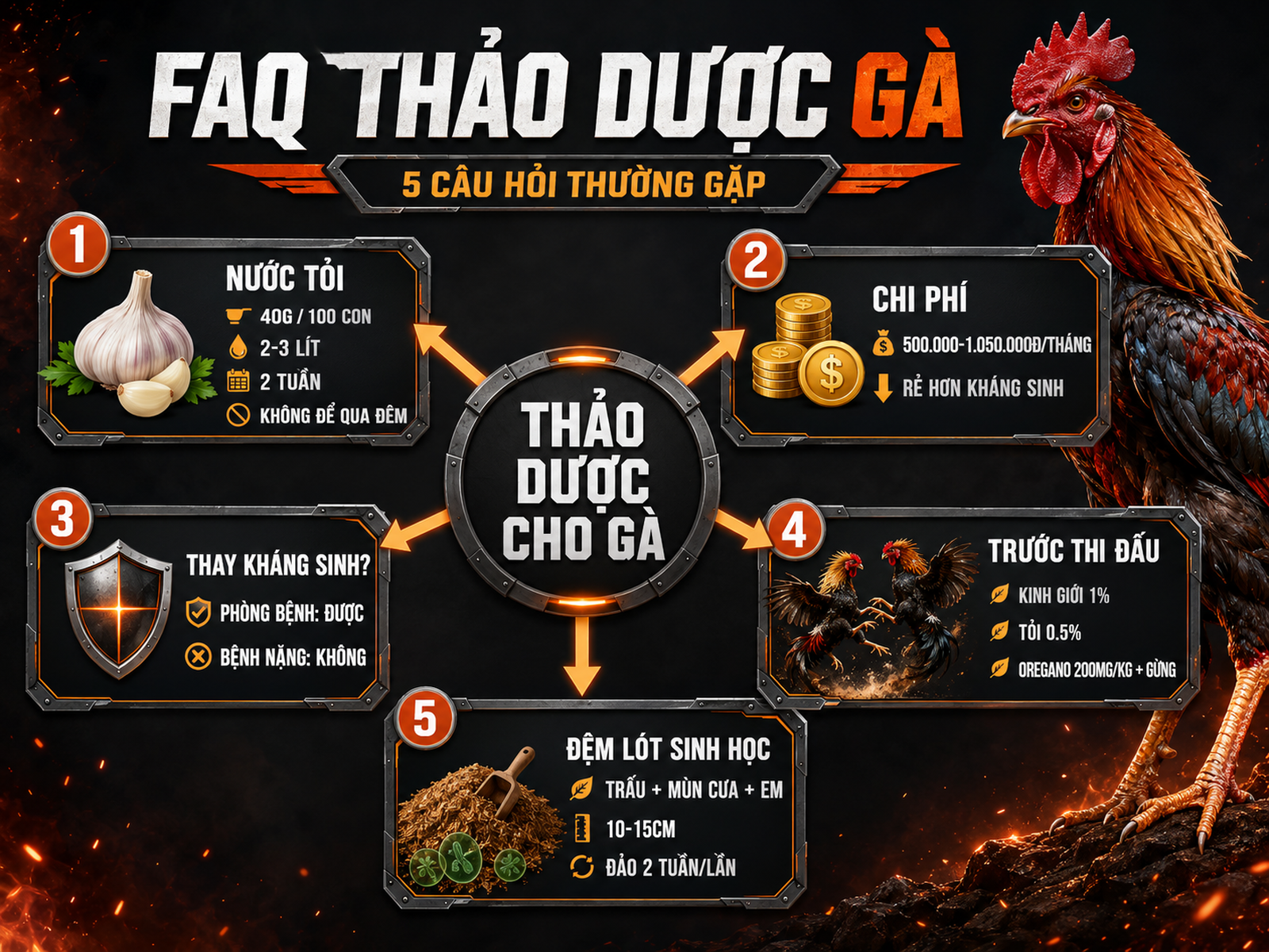 Infographic câu hỏi thường gặp về thảo dược cho gà chiến: nước tỏi, chi phí, kháng sinh, thi đấu và đệm lót sinh học