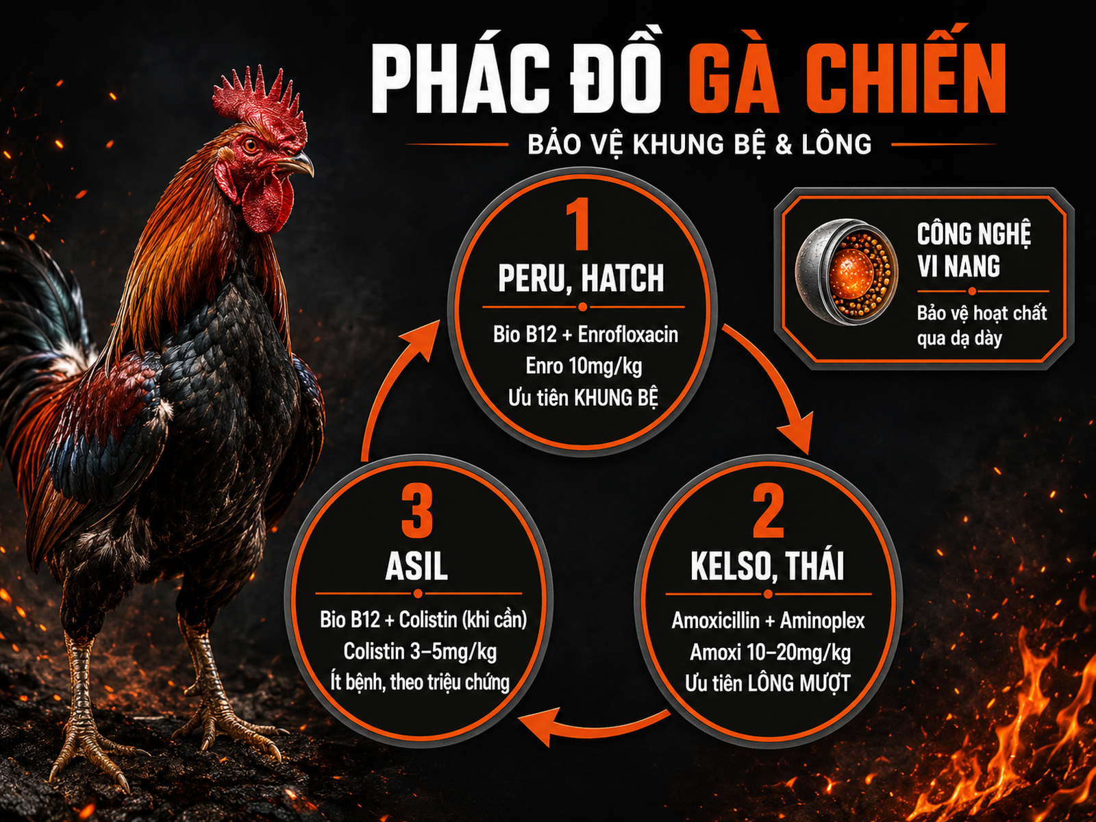 Sơ đồ phác đồ kháng sinh cho gà chiến theo dòng gà Peru Kelso Asil kèm liều và mục tiêu phát triển