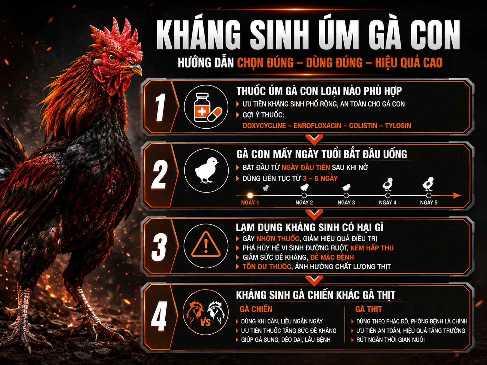 Infographic so sánh các loại thuốc kháng sinh cho gà con và gà chiến, liều lượng và lưu ý an toàn