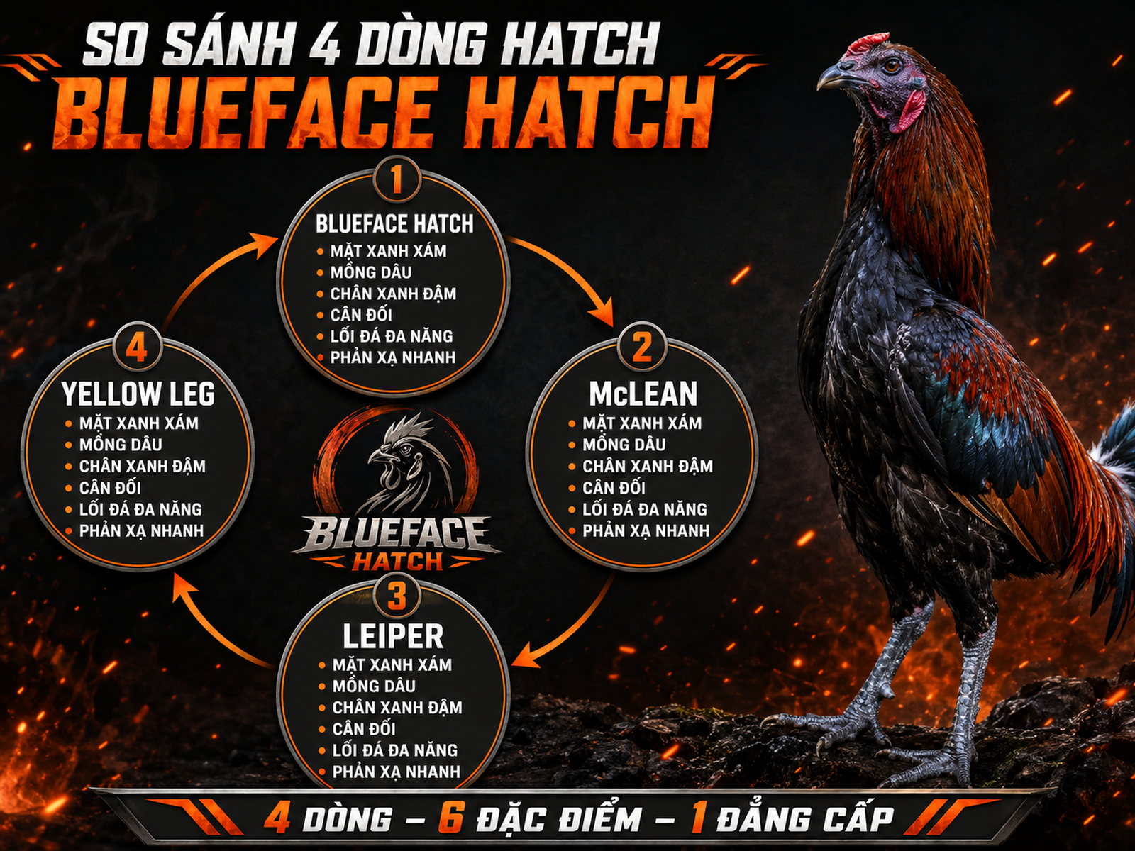 So sánh nhánh gà Hatch Blueface với McLean, Leiper và Yellow Leg, nhấn mạnh ngoại hình và lối đánh