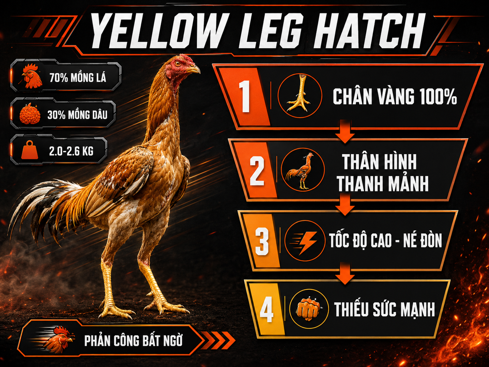 Infographic Yellow Leg Hatch nhận diện ngoại hình và phong cách thi đấu nhanh né đòn