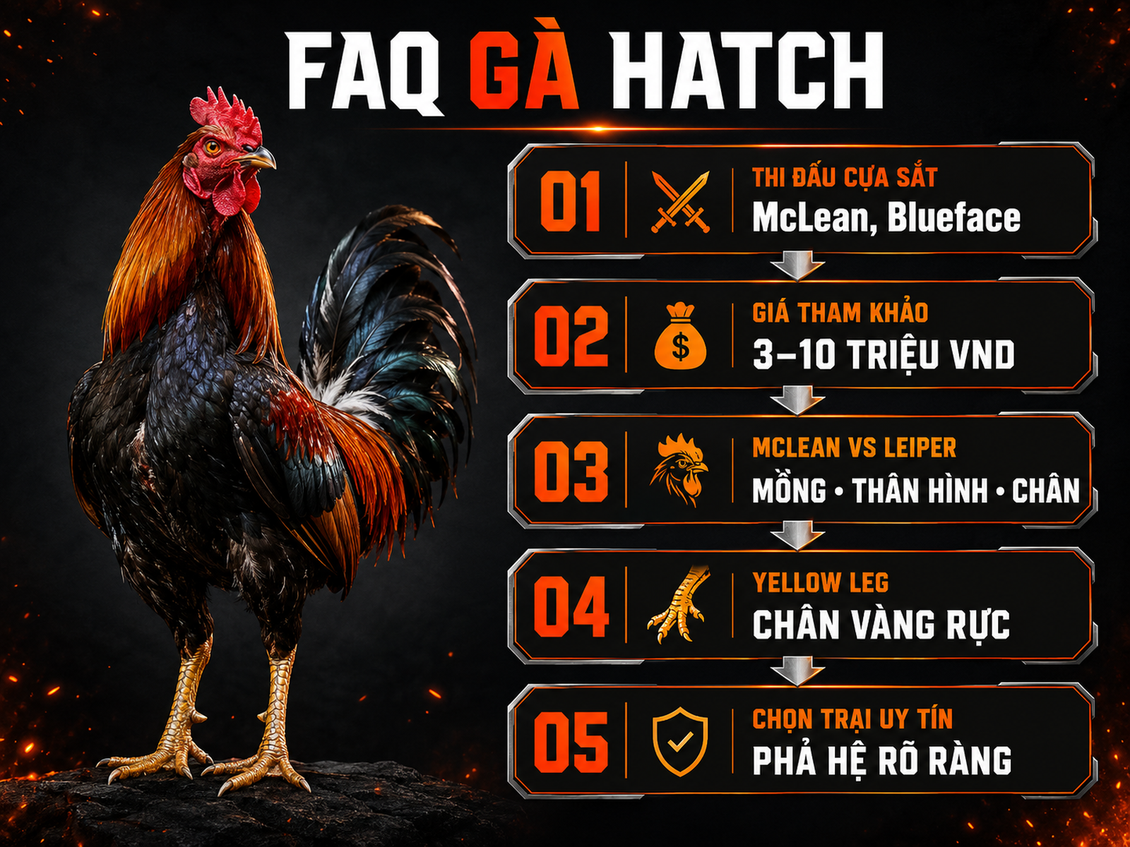 Infographic FAQ gà Hatch phân biệt McLean Leiper Blueface Yellow Leg và giá tham khảo tại Việt Nam