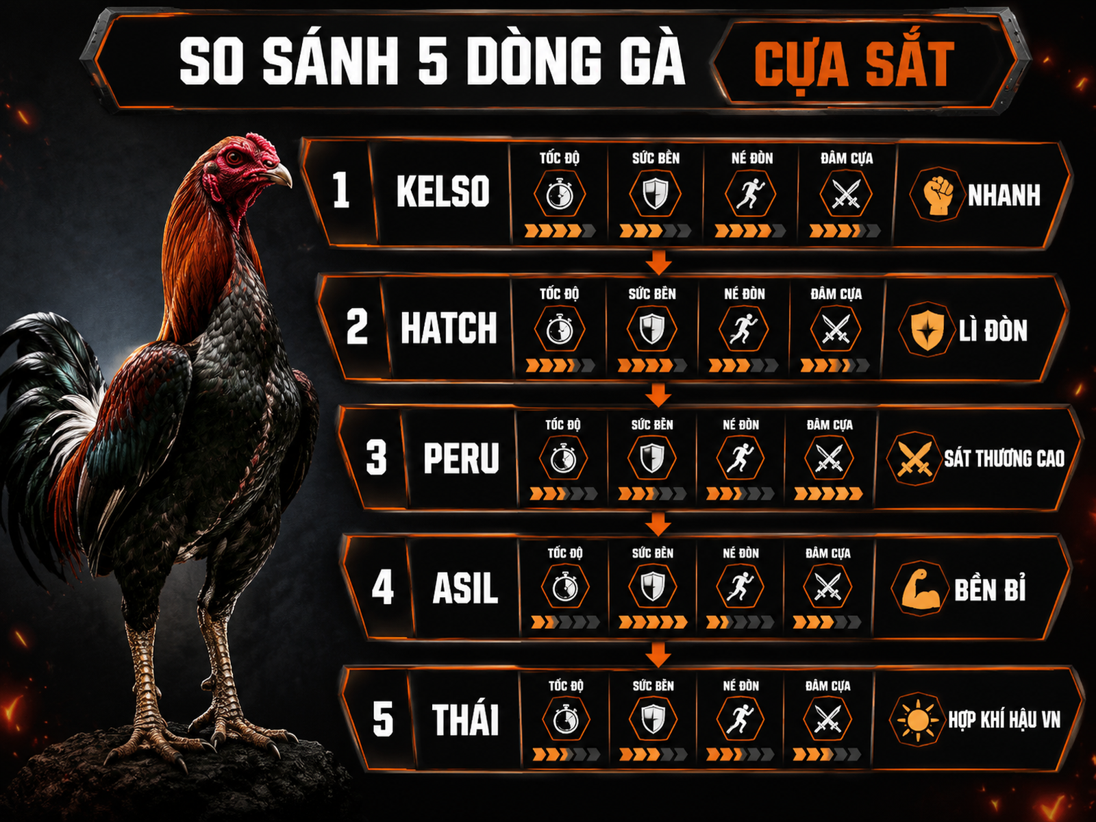 So sánh Kelso Hatch Peru Asil Thái cho thi đấu cựa sắt bằng infographic phân tầng tốc độ sức bền né đòn và đâm cựa