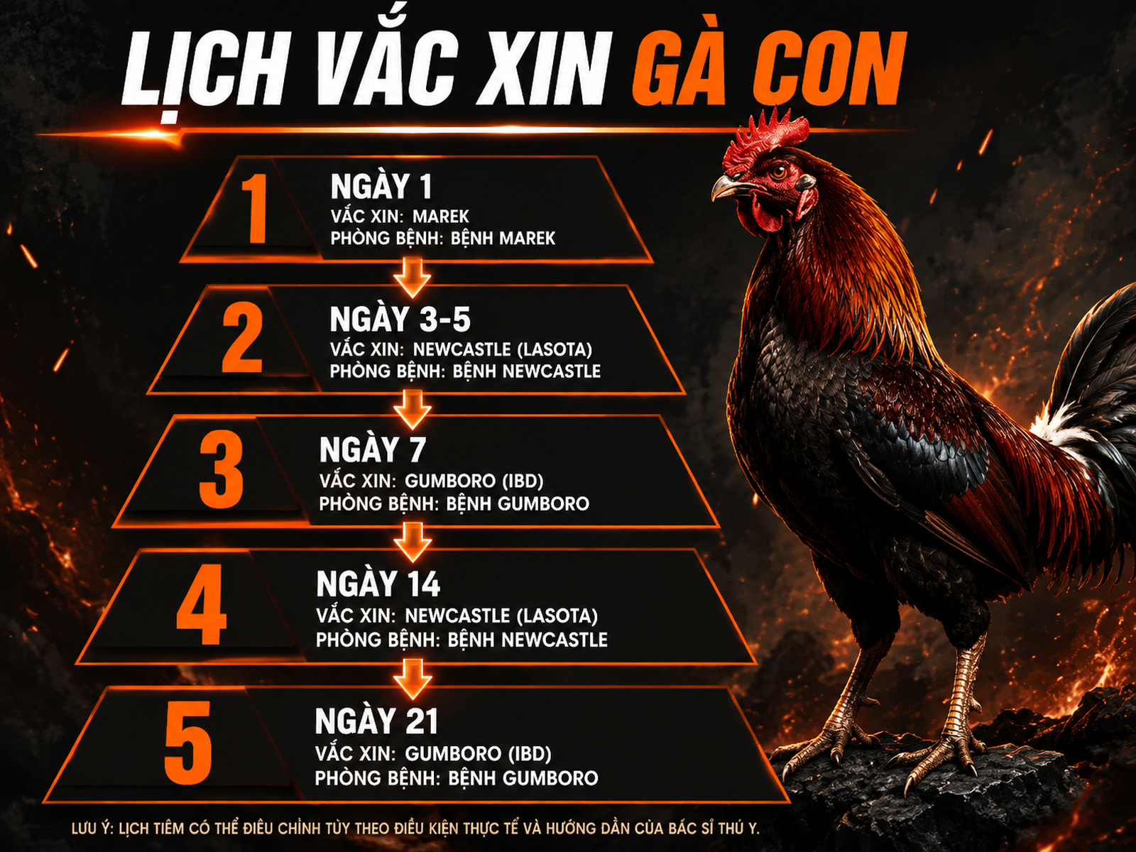 <vi SEO>Lịch vắc xin gà con từ 1 đến 21 ngày tuổi, tháp hướng dẫn phòng bệnh chi tiết, gà chiến oai vệ