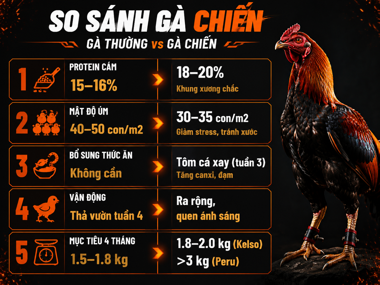 Infographic so sánh nuôi gà chiến con và gà thường về protein, mật độ, thức ăn, vận động, trọng lượng