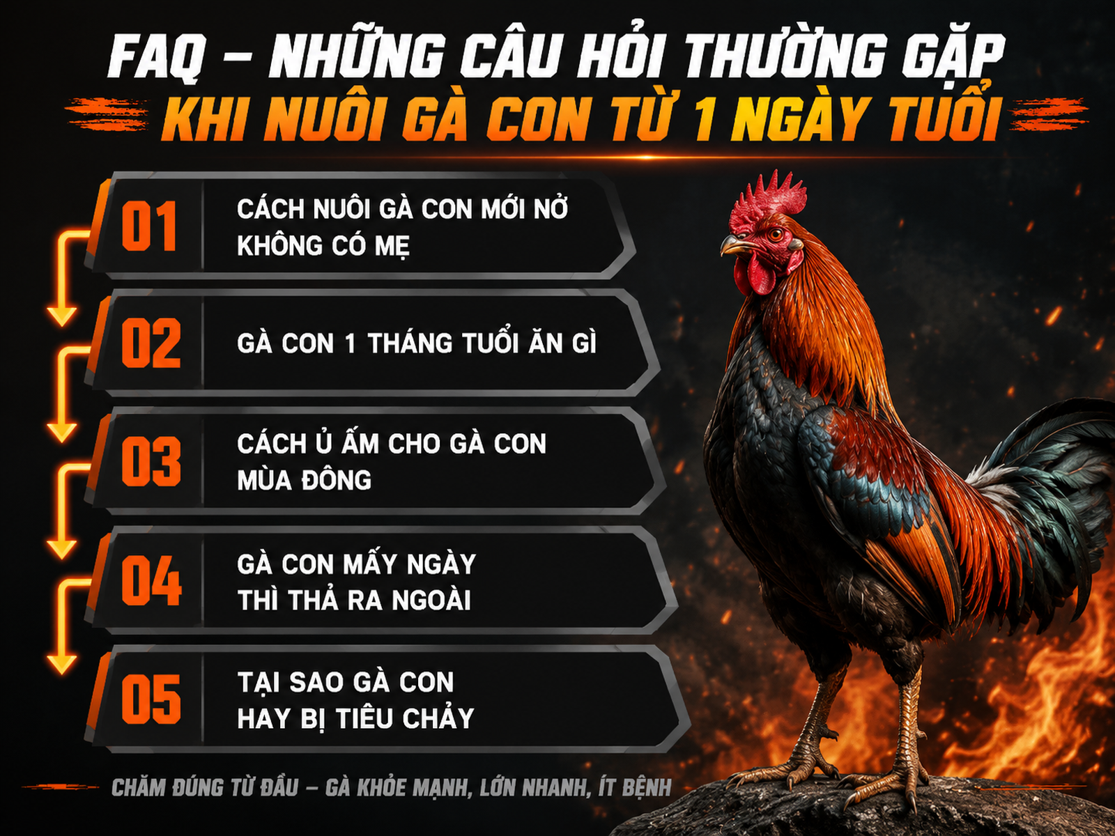 Infographic hướng dẫn cách nuôi gà con từ 1 ngày tuổi, câu hỏi thường gặp, chế độ ăn, ủ ấm, thả ra ngoài, phòng tiêu chảy, gà chiến oai vệ