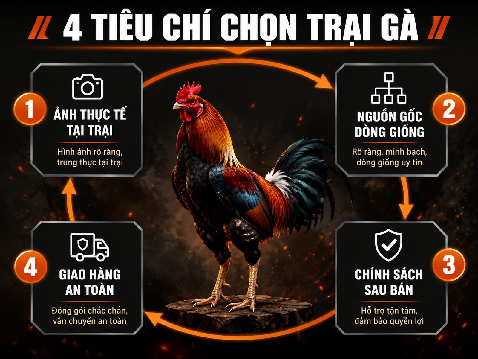 Diagram minh họa 4 tiêu chí chọn trại gà đá uy tín Nghĩa Gò Công, với gà chiến oai vệ trung tâm và các nhãn rõ ràng