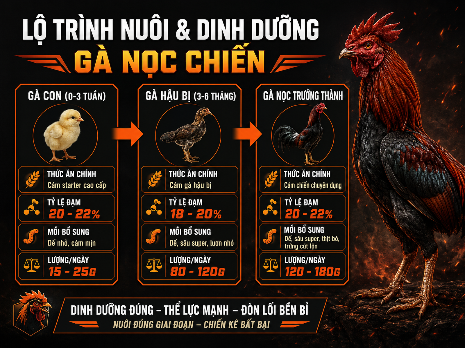 Bảng timeline chế độ dinh dưỡng nền cho gà cựa sắt theo giai đoạn 0-3 tuần, 3-6 tháng và trưởng thành
