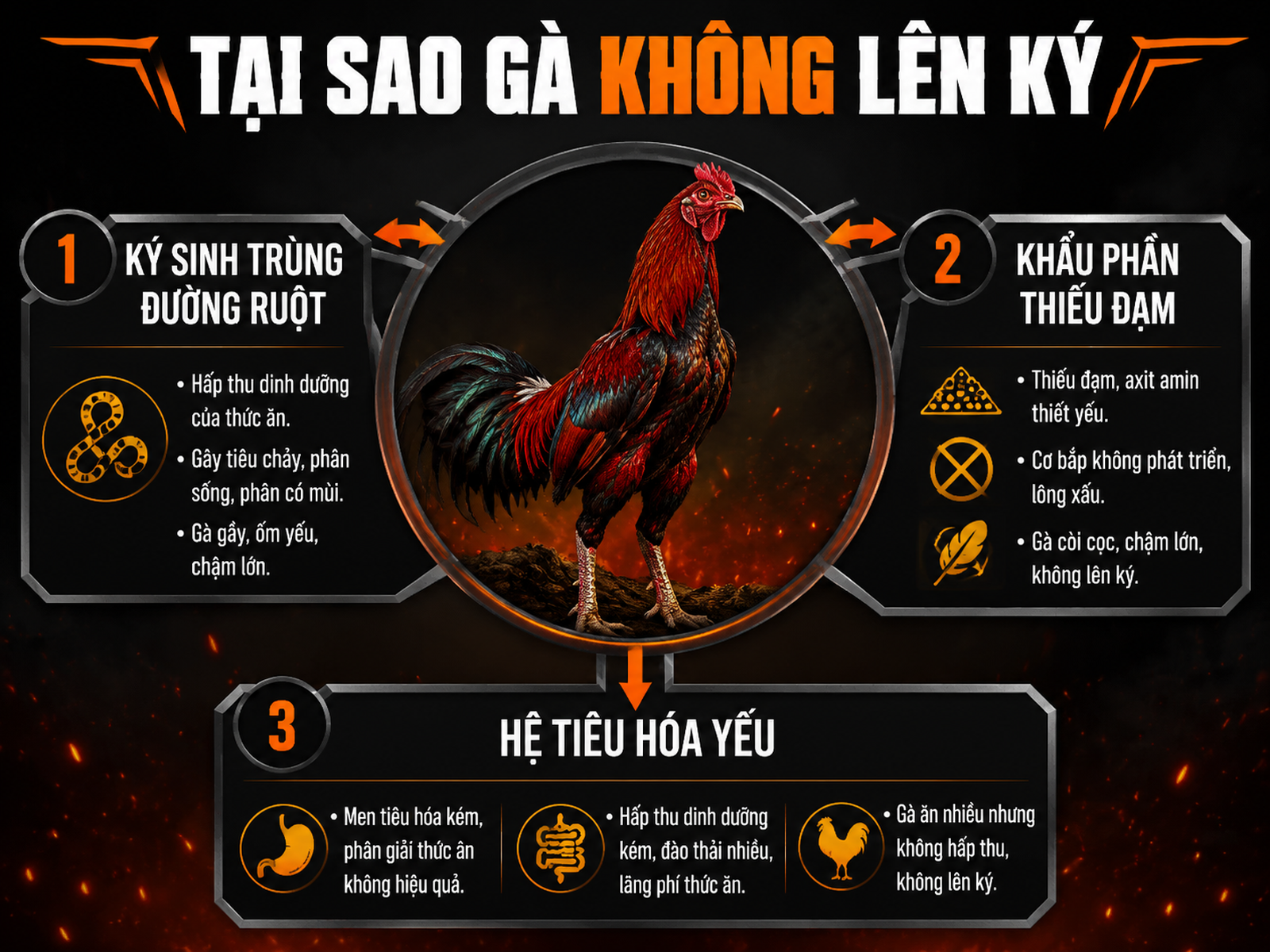 Nguyên nhân gà ăn nhiều nhưng không lên ký, gồm ký sinh trùng, thiếu protein và hệ tiêu hóa yếu, infographic gà chiến Việt Nam