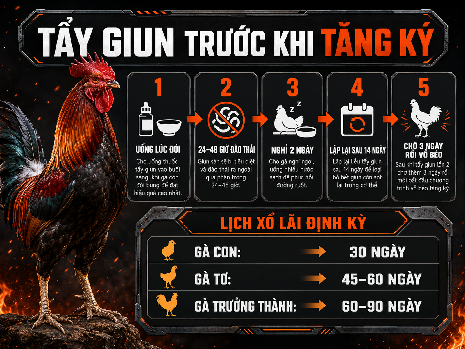 Infographic quy trình tẩy giun Levamisole cho gà chiến trước khi vỗ béo và lịch xổ lãi định kỳ