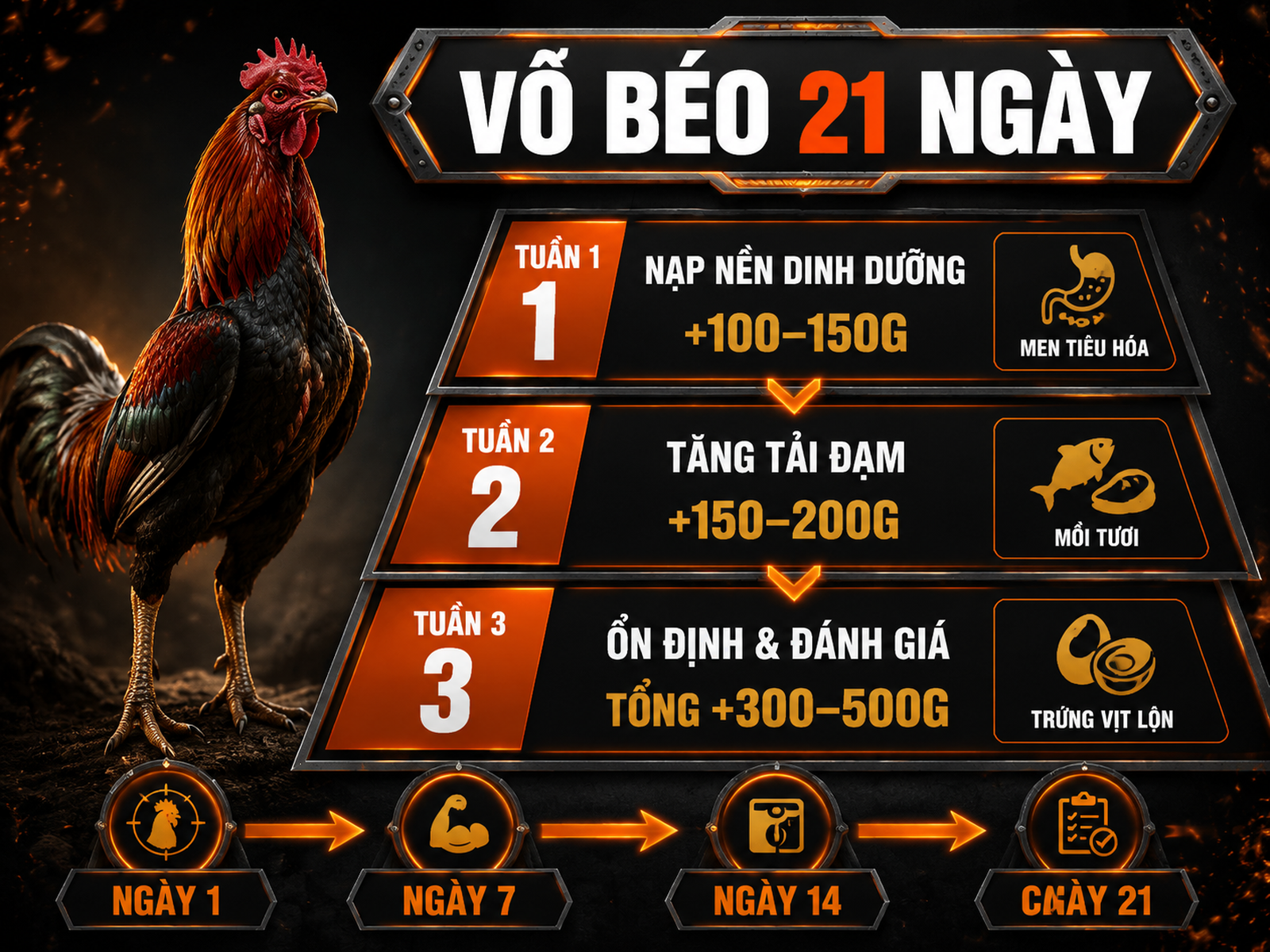 Infographic kịch bản vỗ béo gà chiến 21 ngày với 3 tuần tăng trọng, khẩu phần và mốc cân kiểm tra