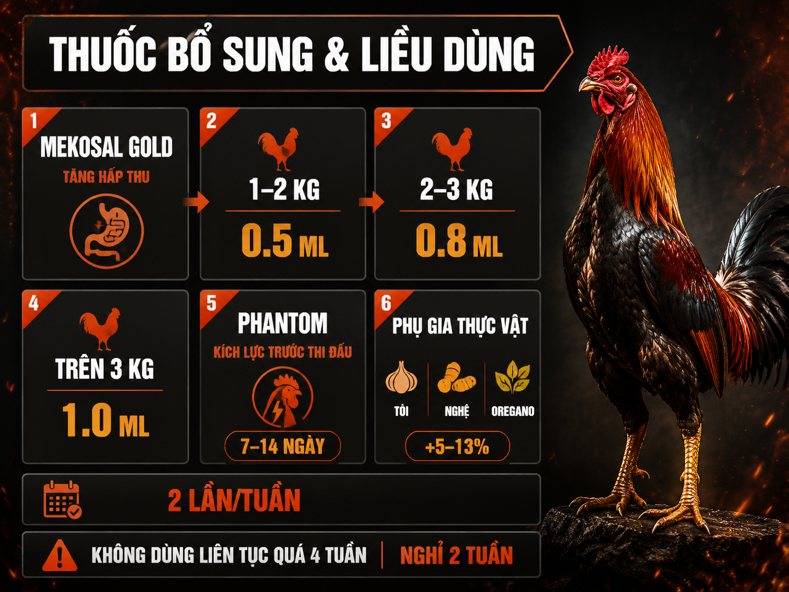 Infographic thuốc bổ sung cho gà chiến: Mekosal Gold, Phantom và phụ gia thực vật trong giai đoạn vỗ béo