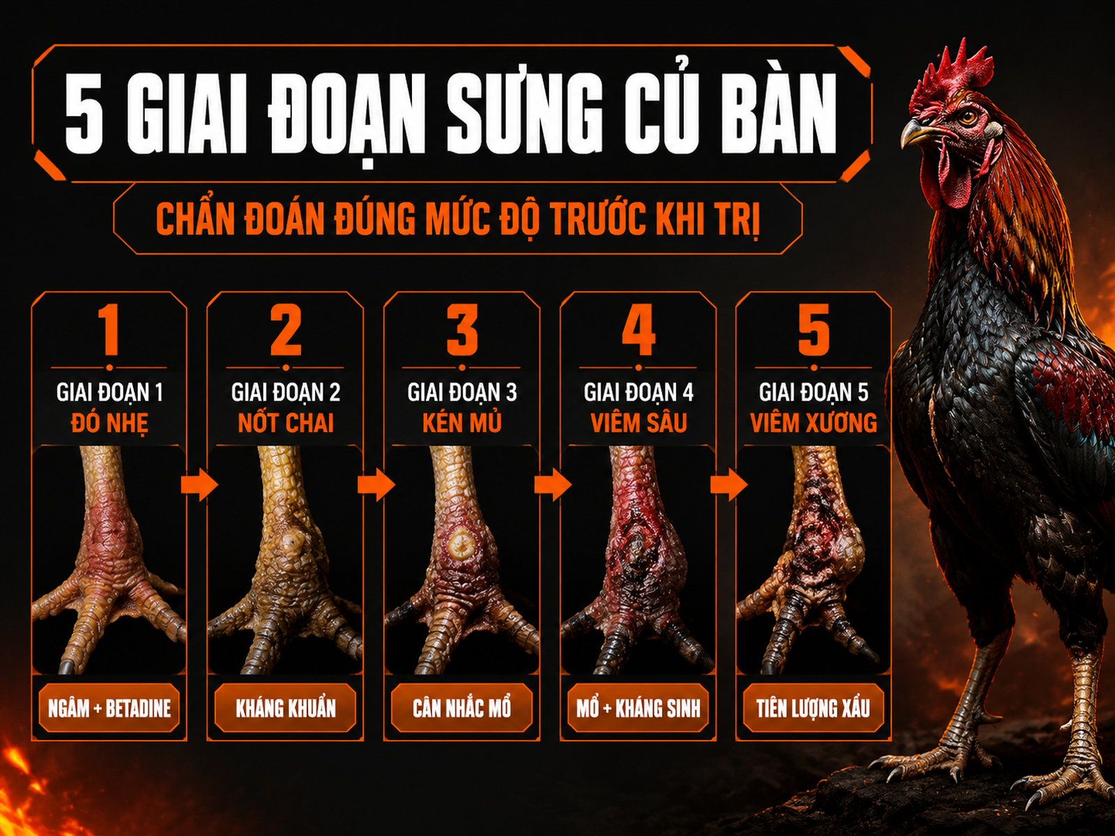 Infographic 5 giai đoạn sưng củ bàn ở gà đá từ đỏ nhẹ, chai cứng, kén mủ đến viêm xương và biến dạng chân.