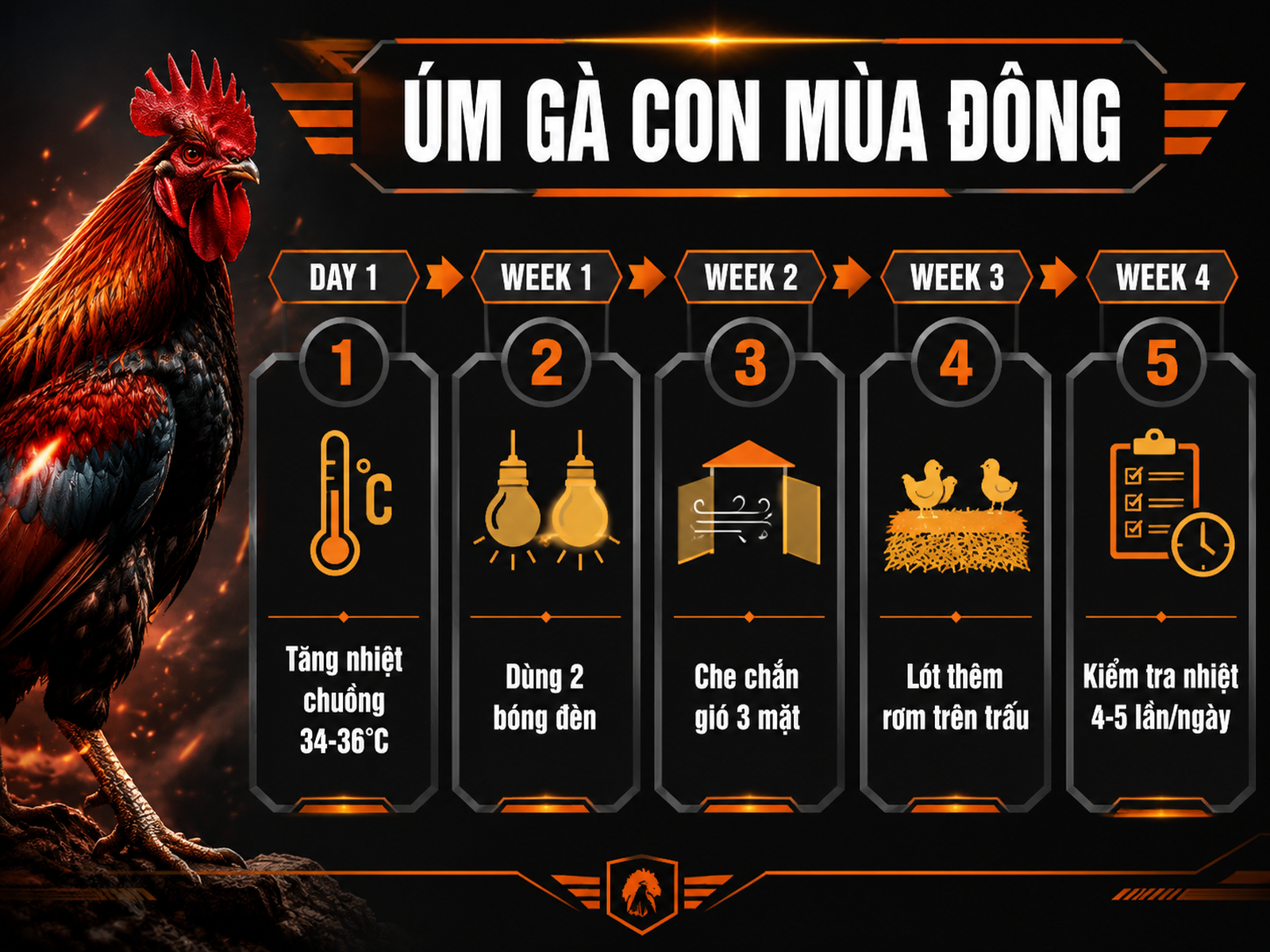 Hướng dẫn úm gà con mùa đông từ ngày 1 đến tuần 4, hiển thị nhiệt độ, bóng đèn, che chắn gió, lót rơm, kiểm tra nhiệt