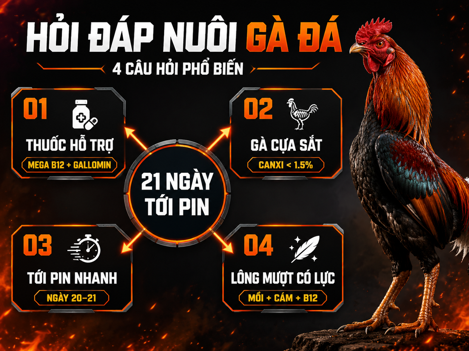 Infographic câu hỏi thường gặp về chế độ nuôi gà đá 21 ngày cuối với 4 chủ đề thuốc hỗ trợ, dinh dưỡng, tới pin và lông mượt