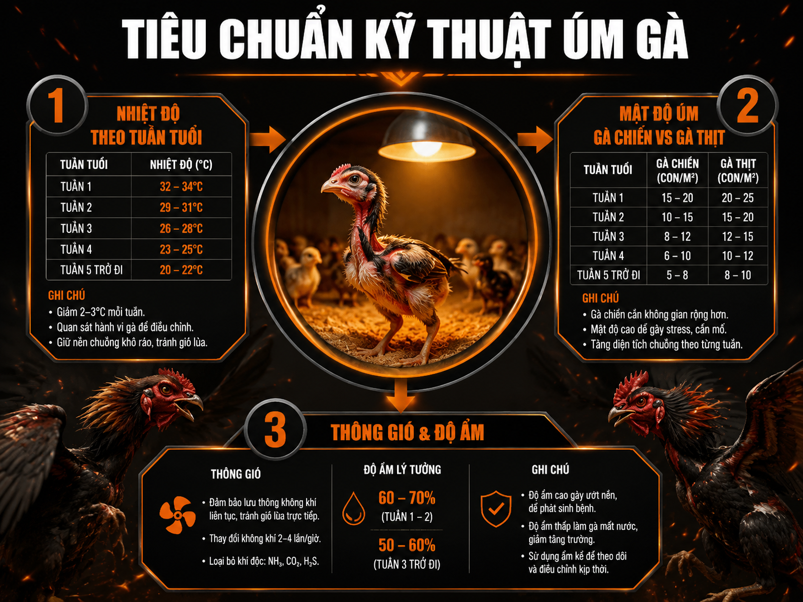 Hình minh hoạ infographic kỹ thuật úm gà con 21 ngày, nhiệt độ, mật độ và thông gió theo tuần tuổi