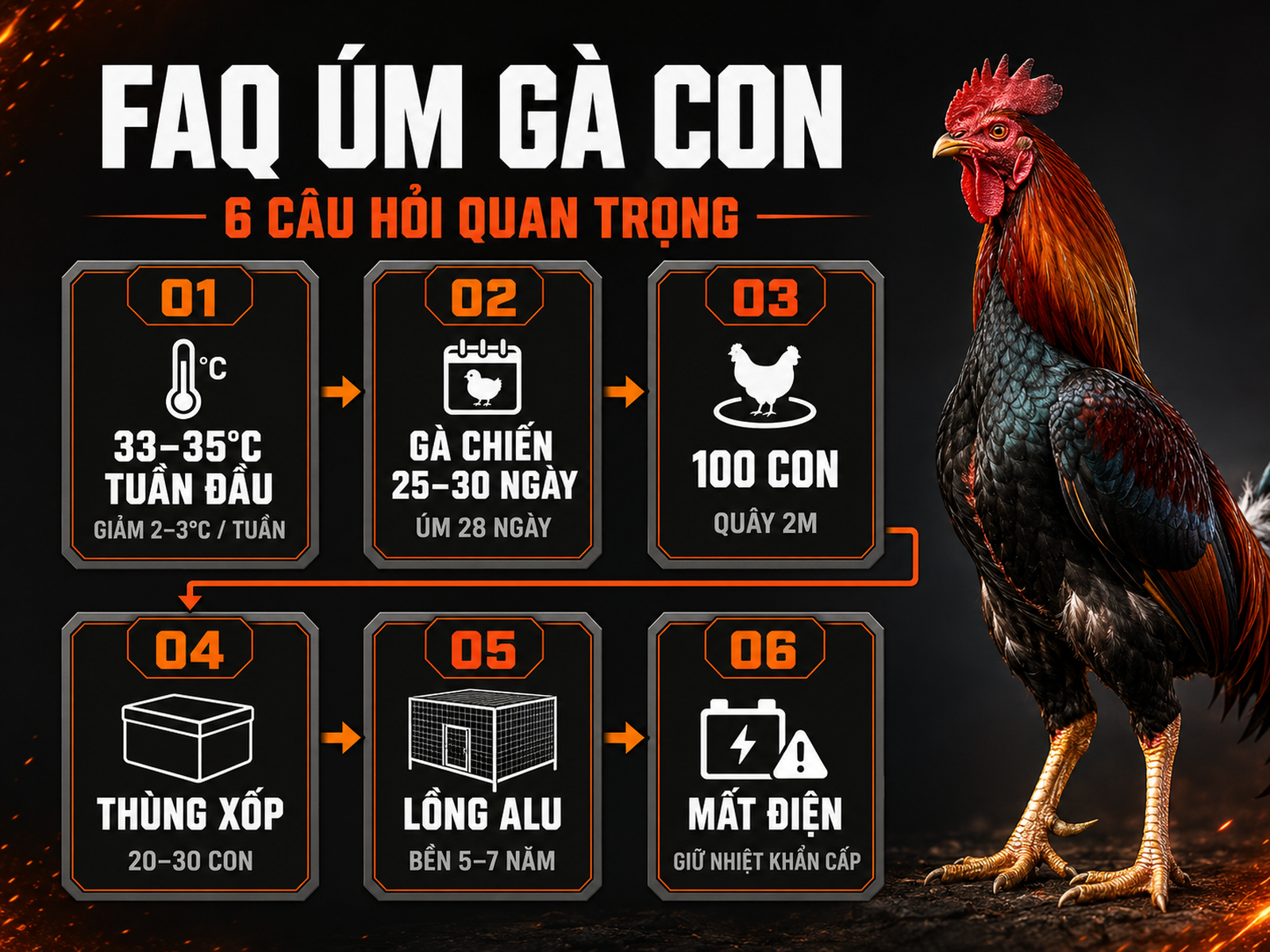 Infographic câu hỏi thường gặp về chuồng úm gà con: nhiệt độ úm, thời gian úm, kích thước quây, lồng úm và xử lý mất điện.
