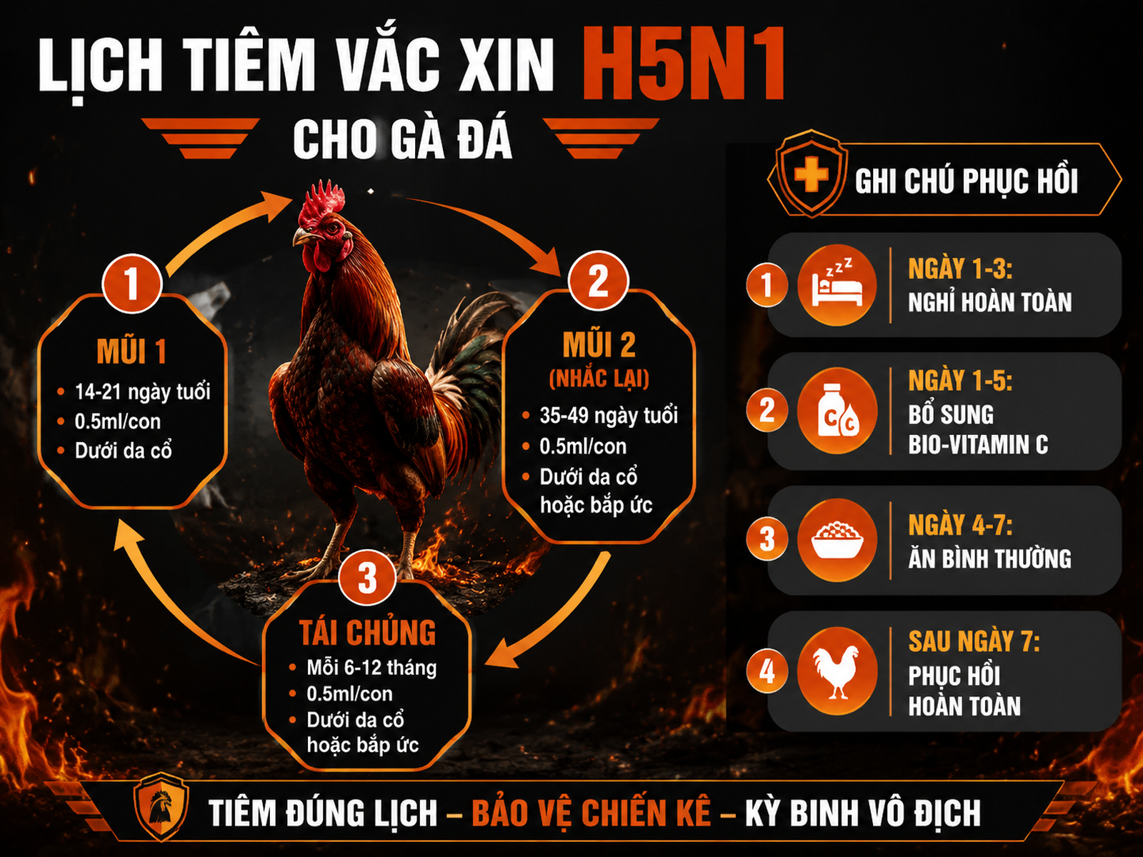 Hướng dẫn phác đồ tiêm H5N1 cho gà chiến, từ mũi 1, mũi 2 đến tái chủng, với chú thích phục hồi sau tiêm.