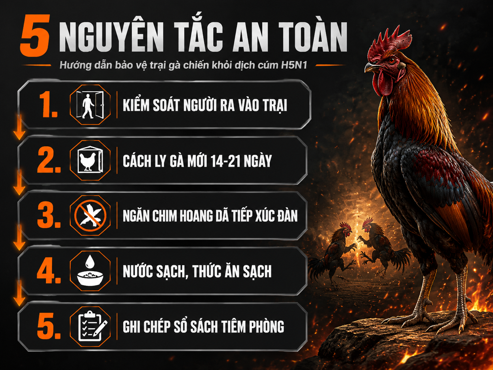 Infographic hướng dẫn 5 nguyên tắc an toàn sinh học cho trại gà chiến, minh họa gà chiến và các bước kiểm soát dịch cúm H5N1