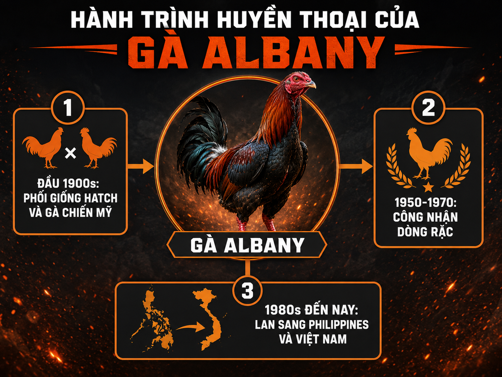 Sơ đồ nguồn gốc và lịch sử gà Albany từ Mỹ sang Philippines và Việt Nam