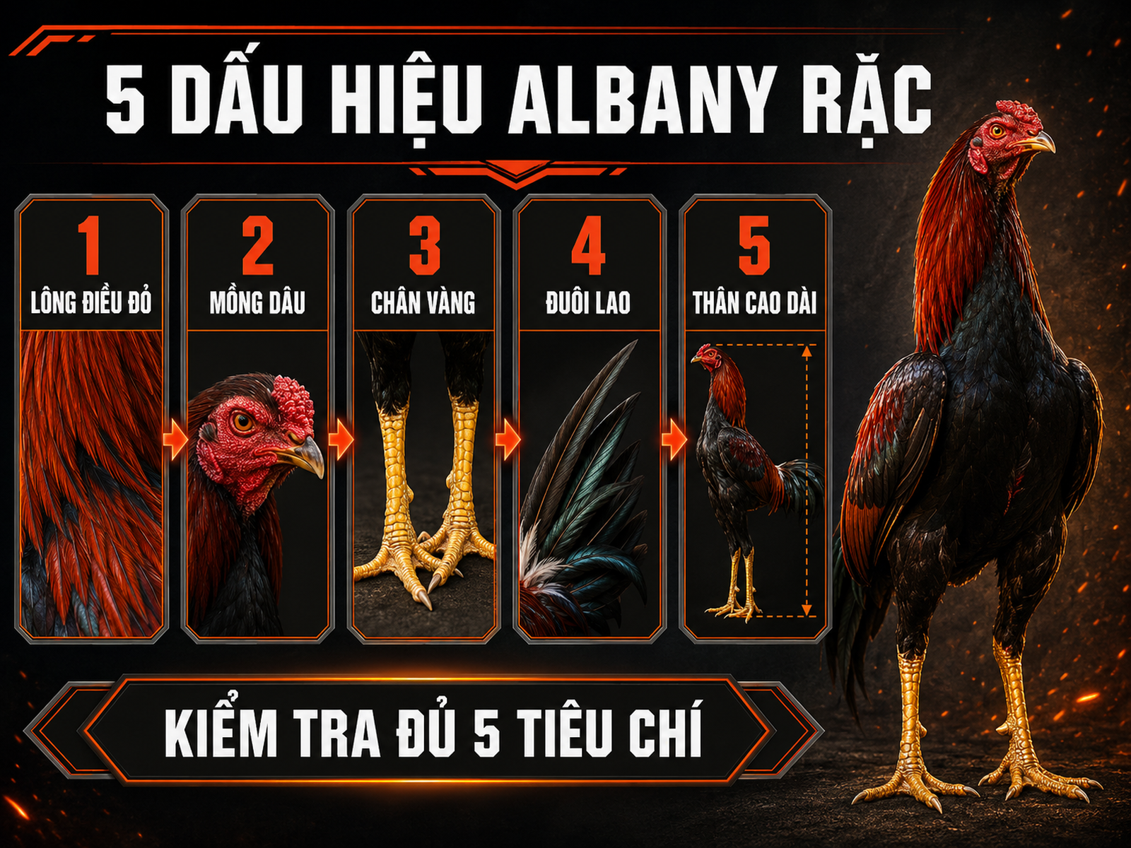 Infographic 5 đặc điểm nhận dạng gà Albany rặc gồm lông điều đỏ, mồng dâu, chân vàng, đuôi lao và thân cao dài.