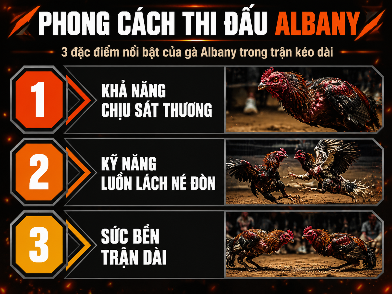 So sánh 3 đặc điểm chiến đấu của gà Albany: chịu sát thương, né đòn, bền trận